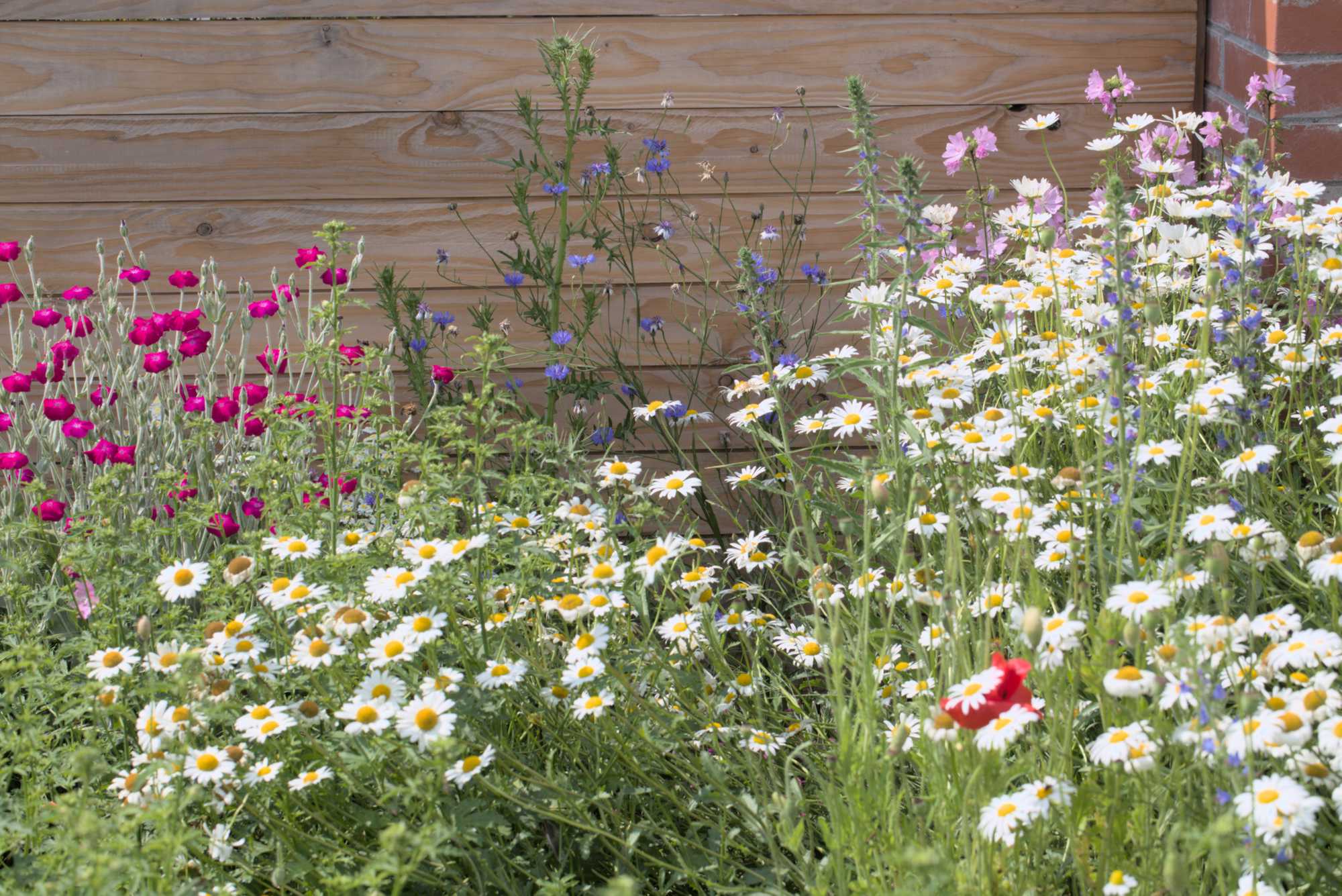 Lokation: Deutschland | Nordrhein-Westfalen | Heinsberg | Wassenberg Kategorien: Naturgarten, Magerbeet, Hortus rusticus, Landhausgarten, Datum: 03.06.2018