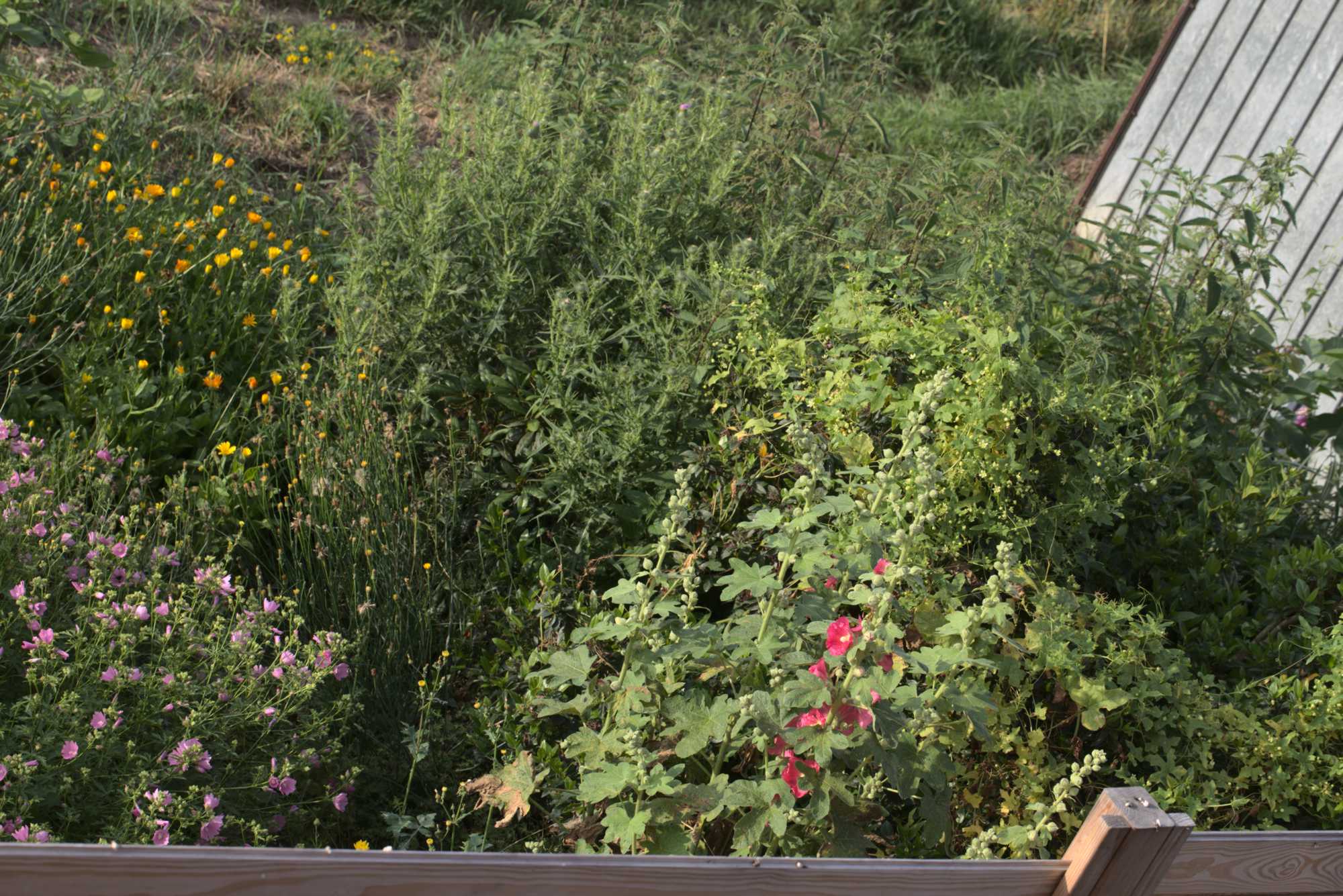 Lokation: Deutschland | Nordrhein-Westfalen | Heinsberg | Wassenberg Kategorien: Naturgarten, Magerbeet, Hortus rusticus, Landhausgarten, Datum: 17.06.2018