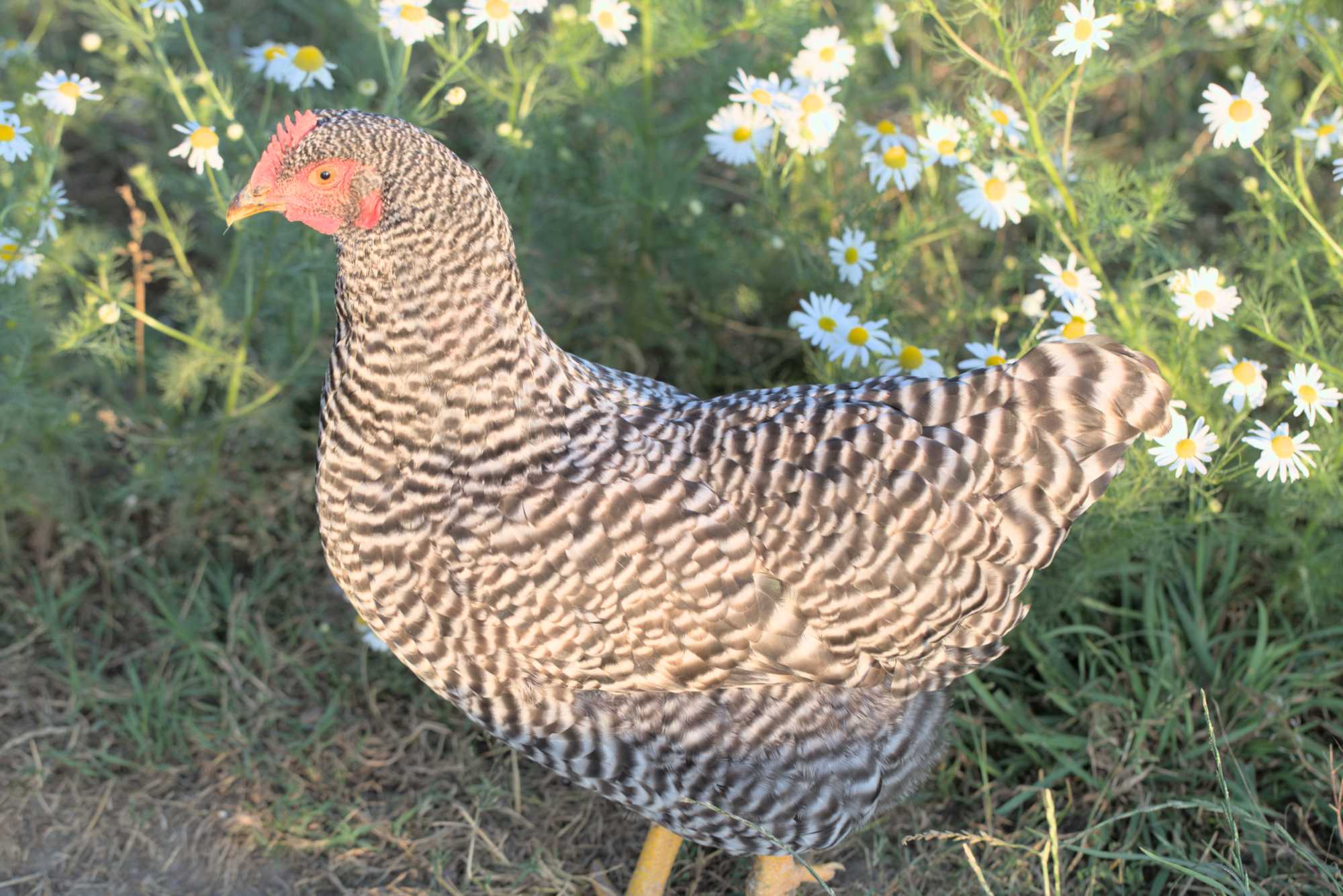 Lokation: Deutschland | Nordrhein-Westfalen | Heinsberg | Wassenberg Kategorien: Hühner, Hortus rusticus, Datum: 20.06.2018