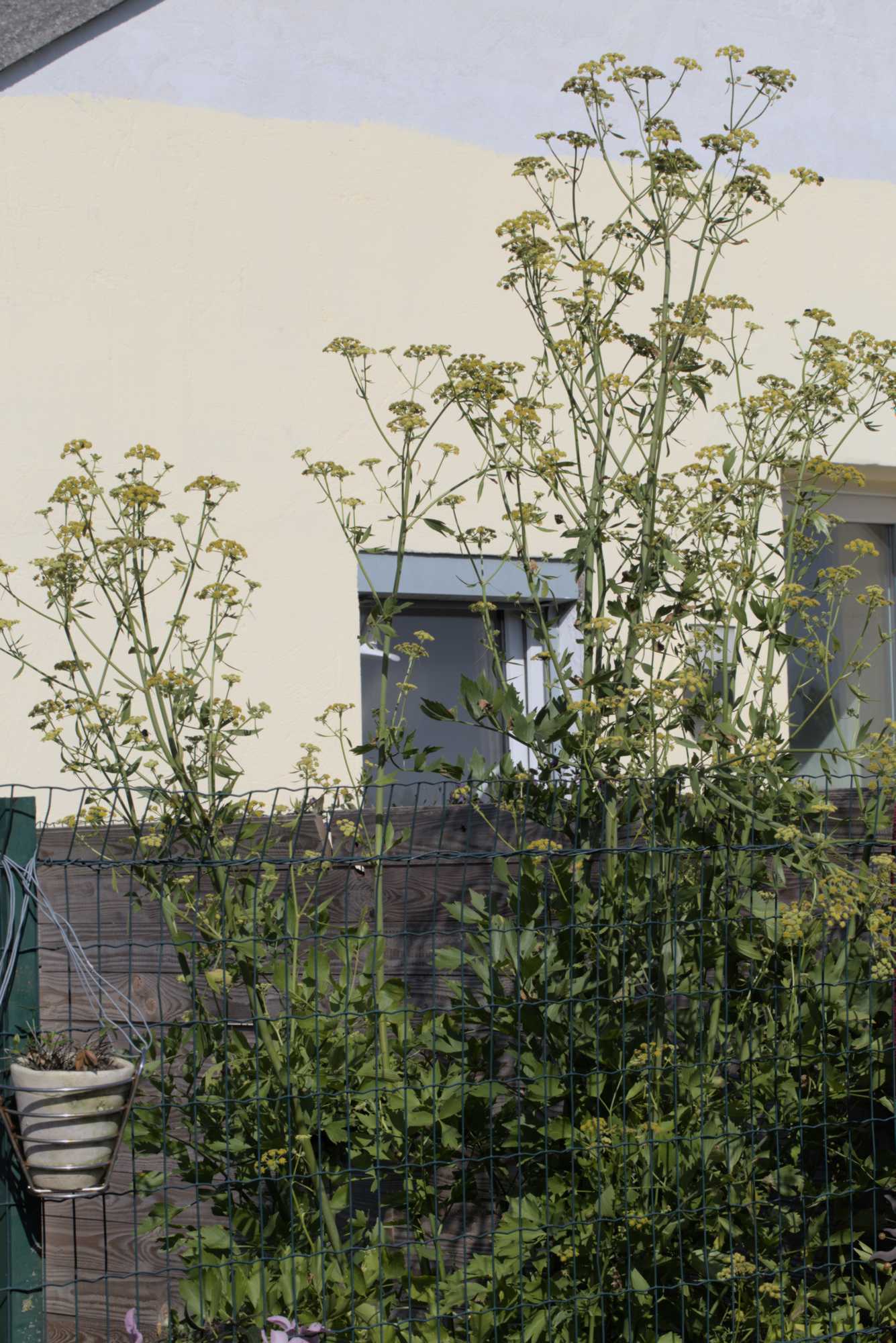 Lokation: Deutschland | Nordrhein-Westfalen | Heinsberg | Wassenberg Kategorien: Nutzgarten, Hortus rusticus, Selbstversorgung, Datum: 26.06.2018