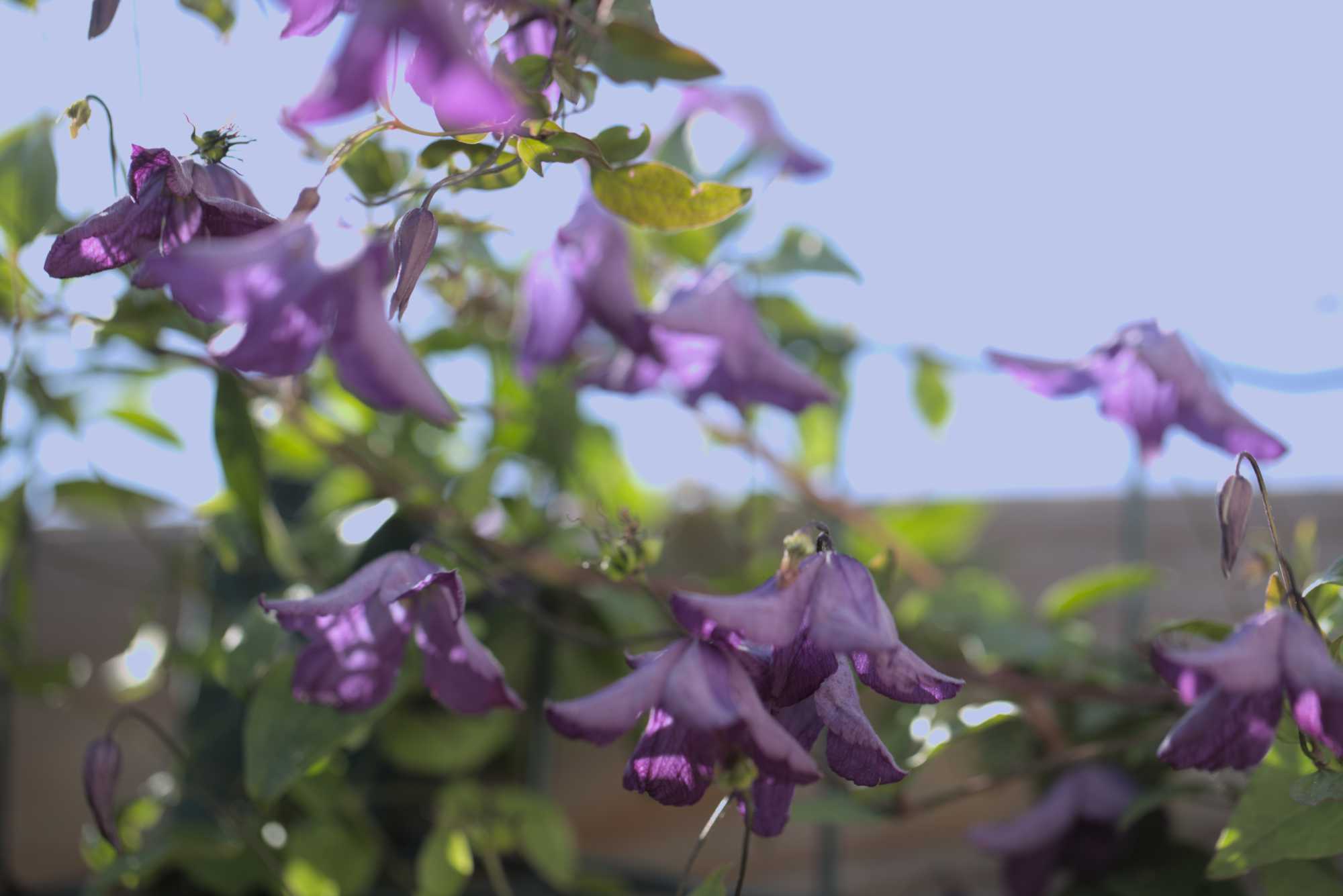 Lokation: Deutschland | Nordrhein-Westfalen | Heinsberg | Wassenberg Kategorien: Kletterpflanzen, Hortus rusticus, Datum: 26.06.2018