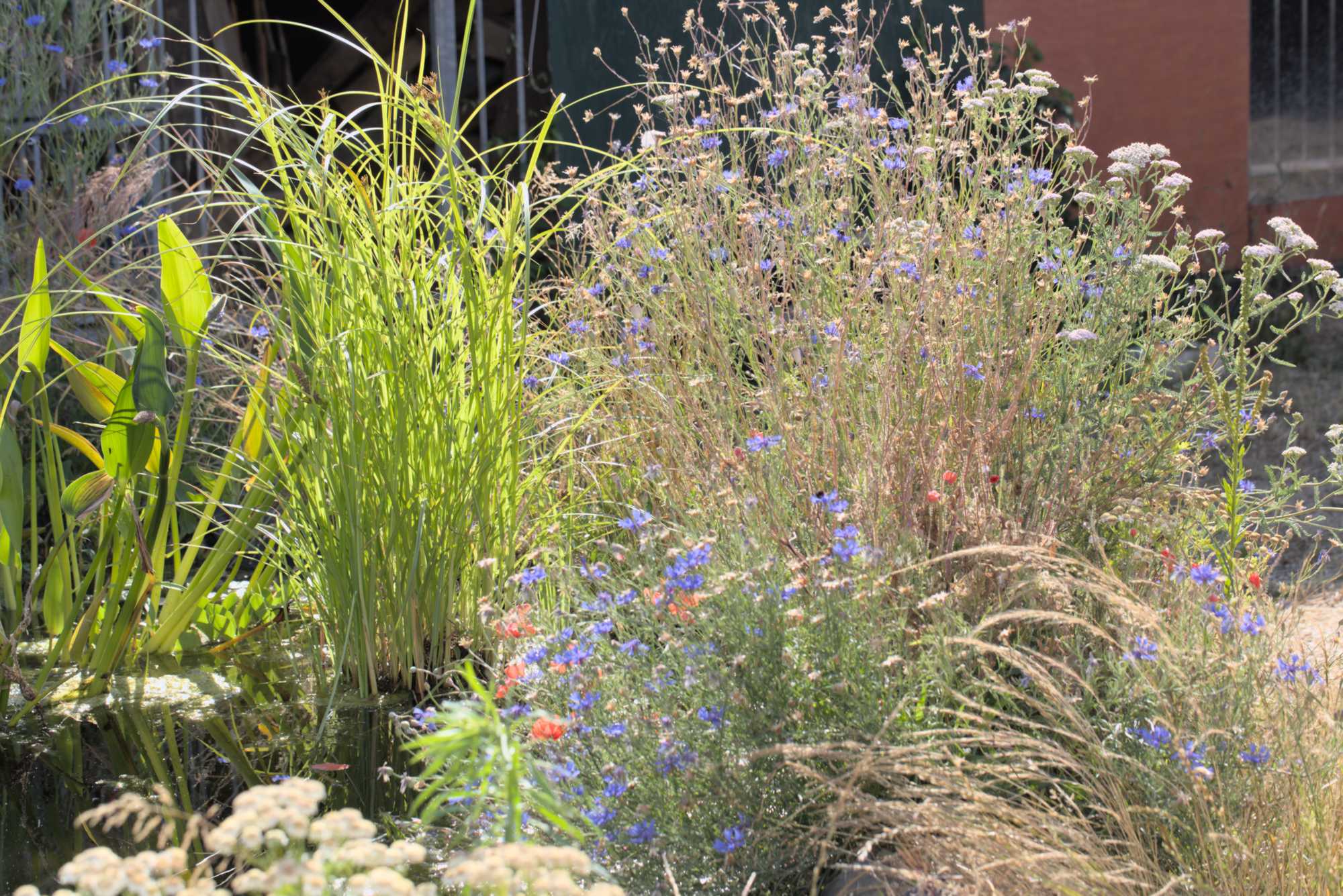 Lokation: Deutschland | Nordrhein-Westfalen | Heinsberg | Wassenberg Kategorien: Teich, Hortus rusticus, Datum: 26.06.2018