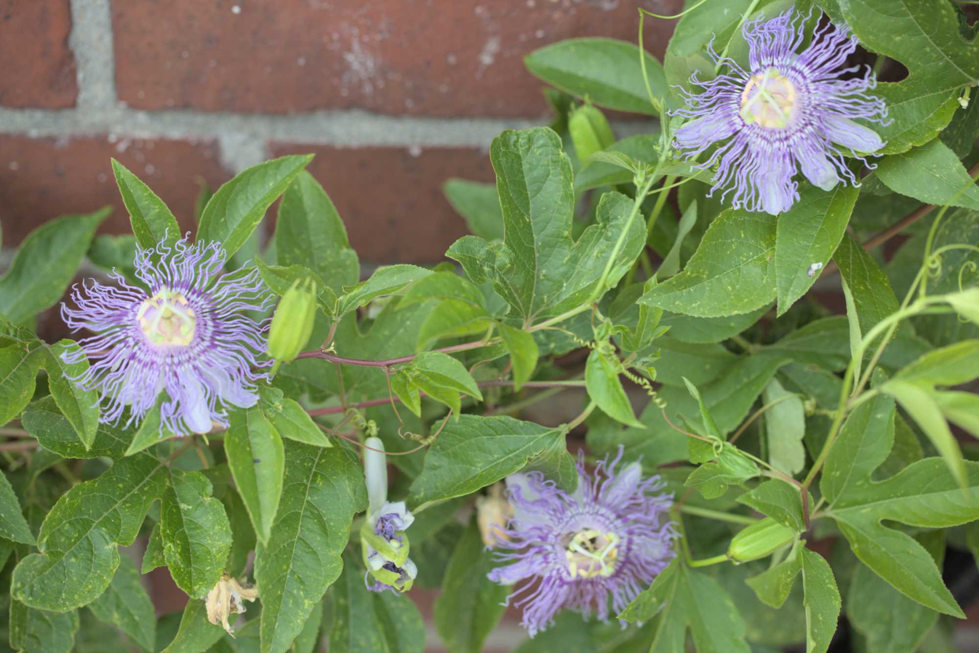 Lokation: Deutschland | Nordrhein-Westfalen | Heinsberg | Wassenberg Kategorien: Kletterpflanzen, Hortus rusticus, Datum: 16.08.2018
