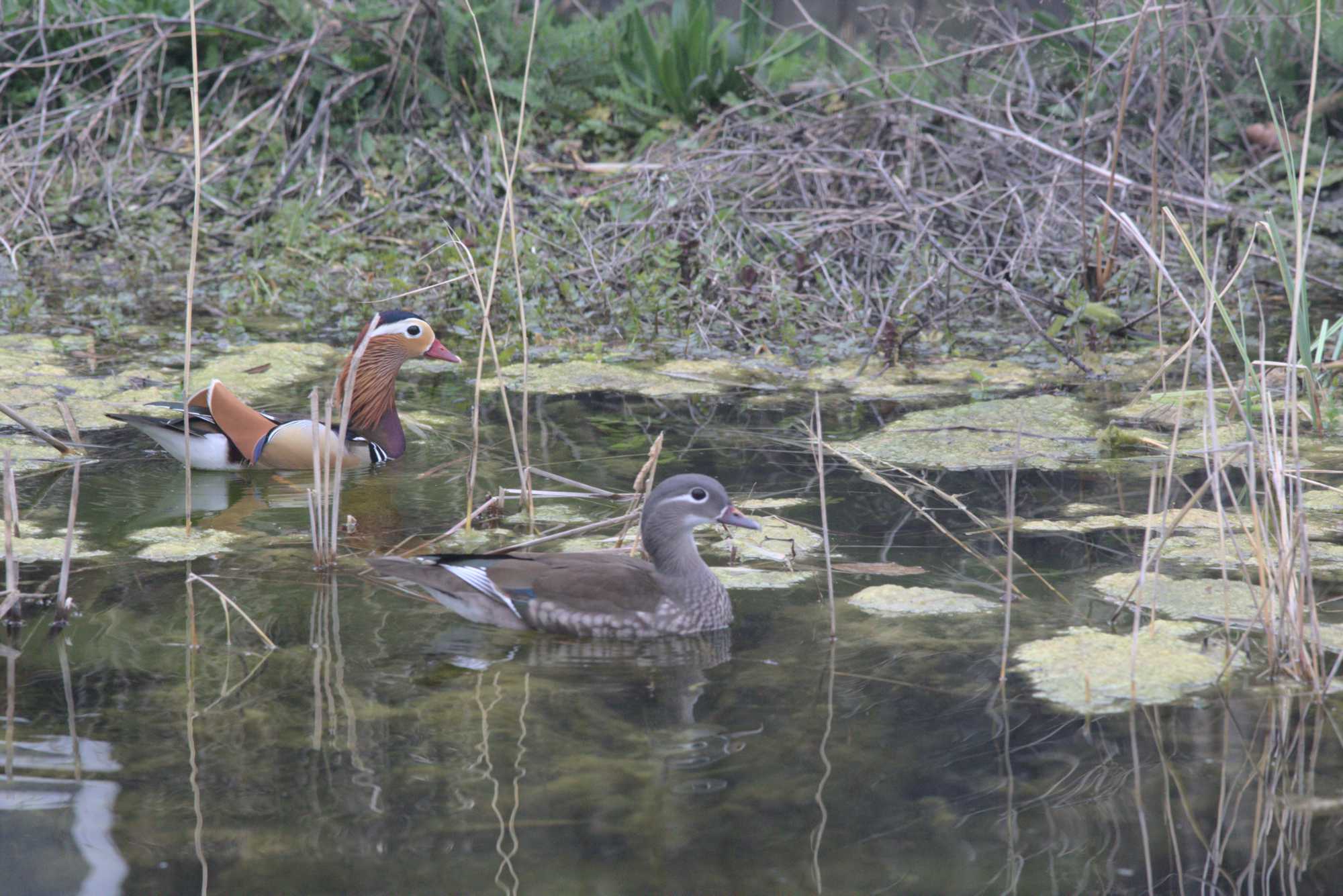 Lokation: Deutschland | Nordrhein-Westfalen | Heinsberg | Wassenberg Kategorien: Vögel, Hortus rusticus, Datum: 28.03.2019