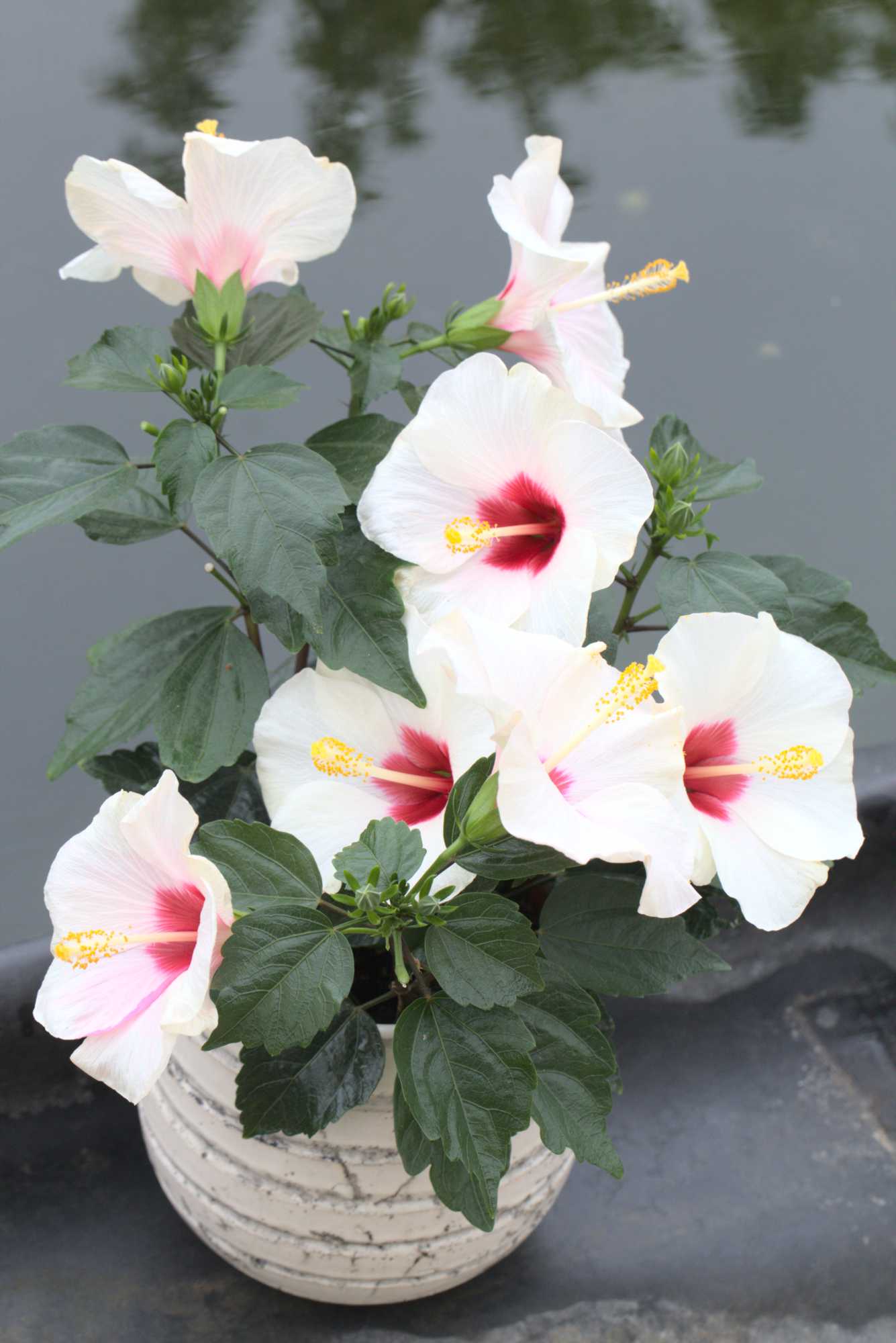 Lokation: Deutschland | Nordrhein-Westfalen | Heinsberg | Wassenberg Kategorien: Kübelpflanzen, Hortus rusticus, Datum: 08.05.2019