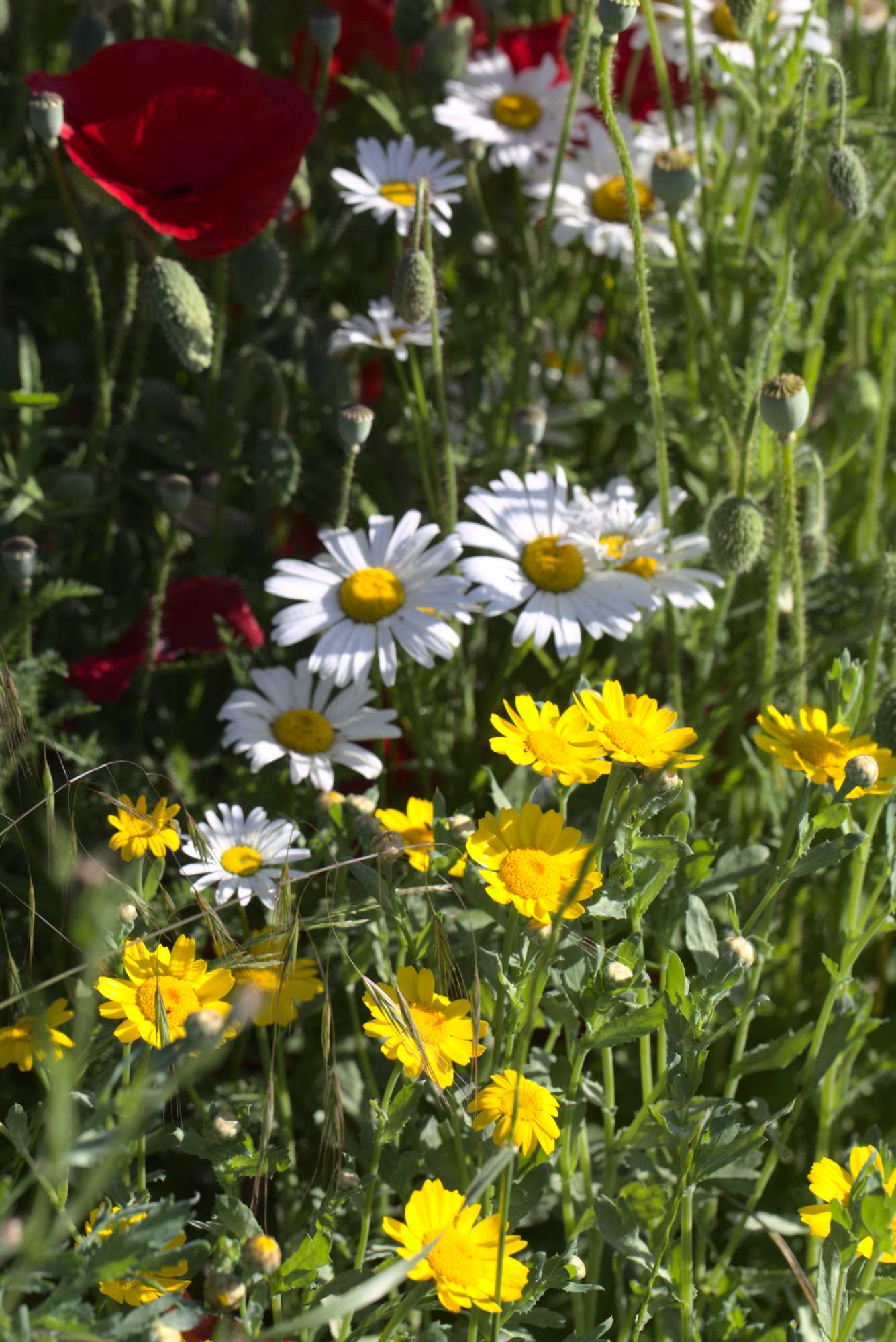 Lokation: Deutschland | Nordrhein-Westfalen | Heinsberg | Wassenberg Kategorien: Naturgarten, Magerbeet, Hortus rusticus, Landhausgarten, Datum: 02.06.2019
