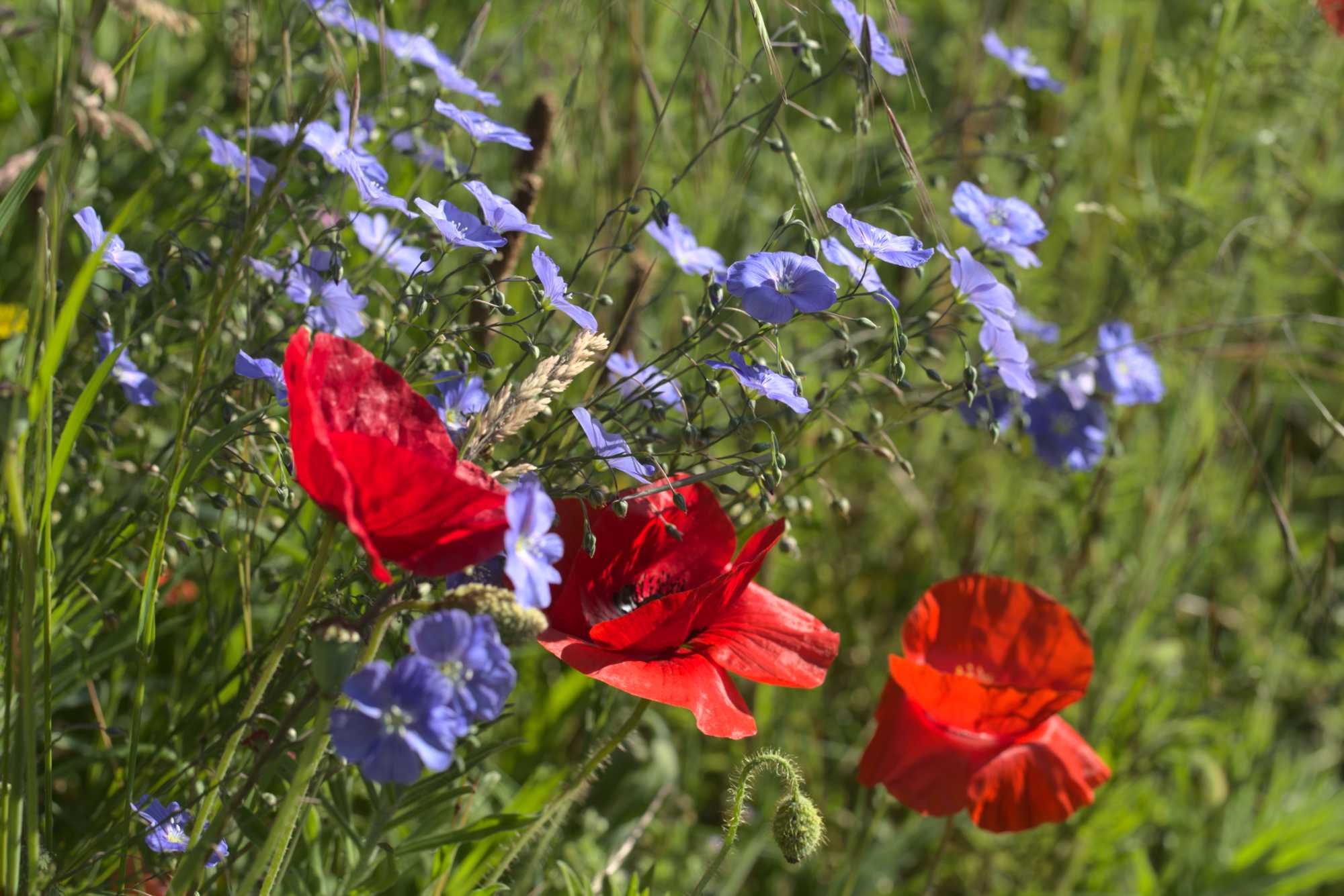 Lokation: Deutschland | Nordrhein-Westfalen | Heinsberg | Wassenberg Kategorien: Naturgarten, Magerbeet, Hortus rusticus, Landhausgarten, Datum: 02.06.2019