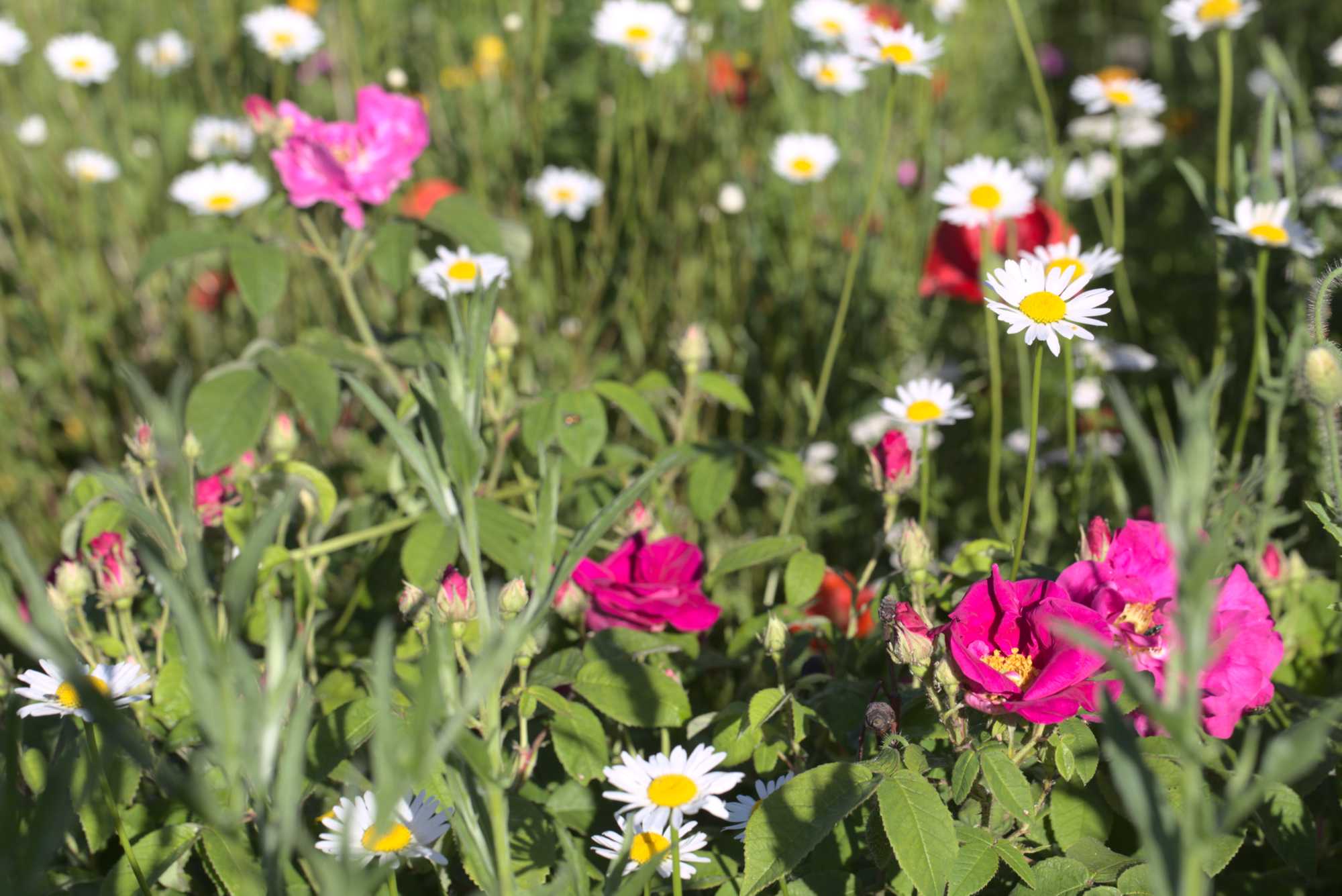 Lokation: Deutschland | Nordrhein-Westfalen | Heinsberg | Wassenberg Kategorien: Naturgarten, Magerbeet, Hortus rusticus, Landhausgarten, Datum: 02.06.2019