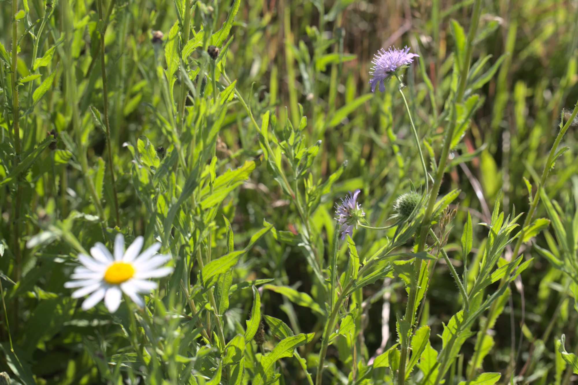 Lokation: Deutschland | Nordrhein-Westfalen | Heinsberg | Wassenberg Kategorien: Naturgarten, Magerbeet, Hortus rusticus, Landhausgarten, Datum: 02.06.2019