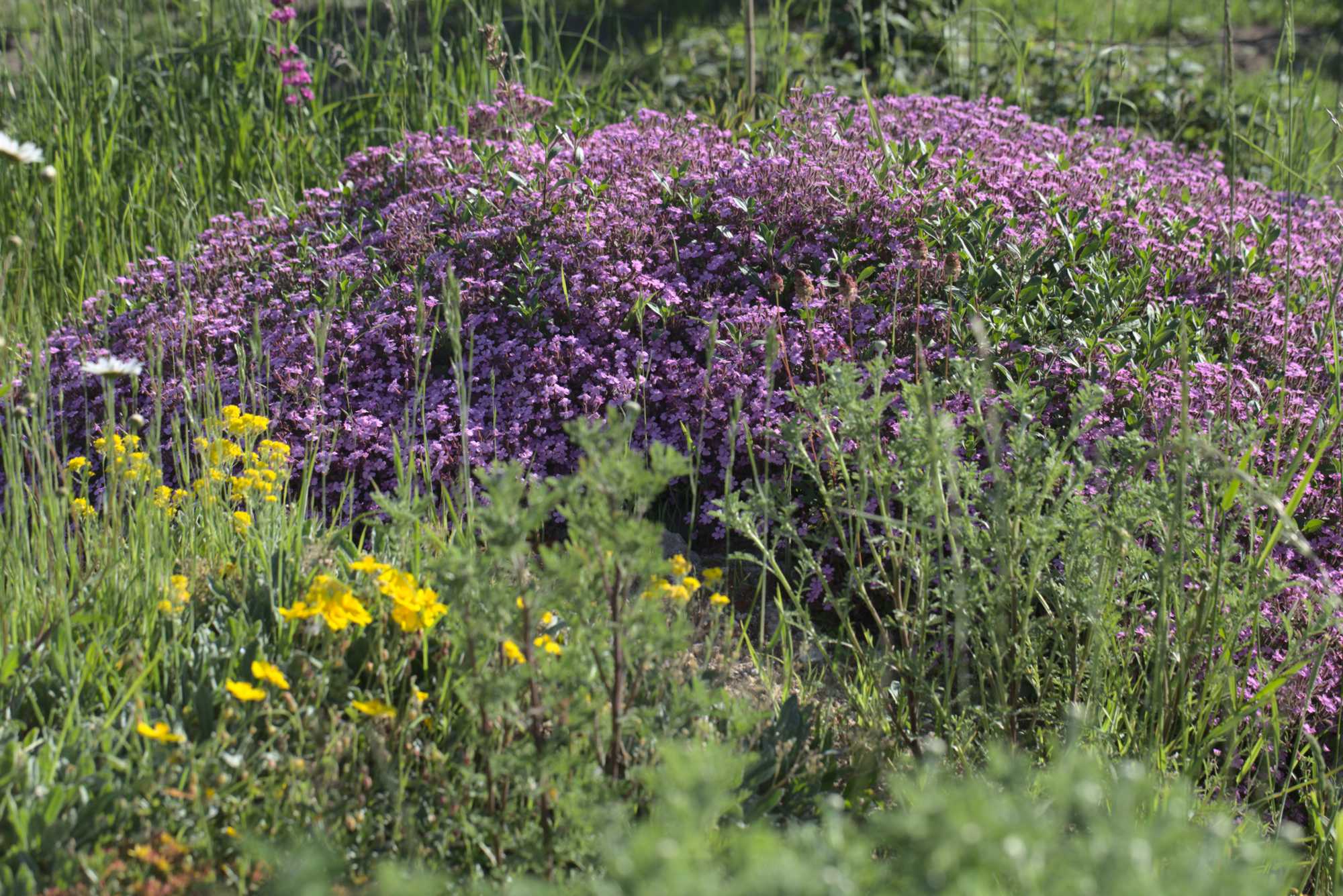 Lokation: Deutschland | Nordrhein-Westfalen | Heinsberg | Wassenberg Kategorien: Naturgarten, Magerbeet, Hortus rusticus, Landhausgarten, Datum: 02.06.2019