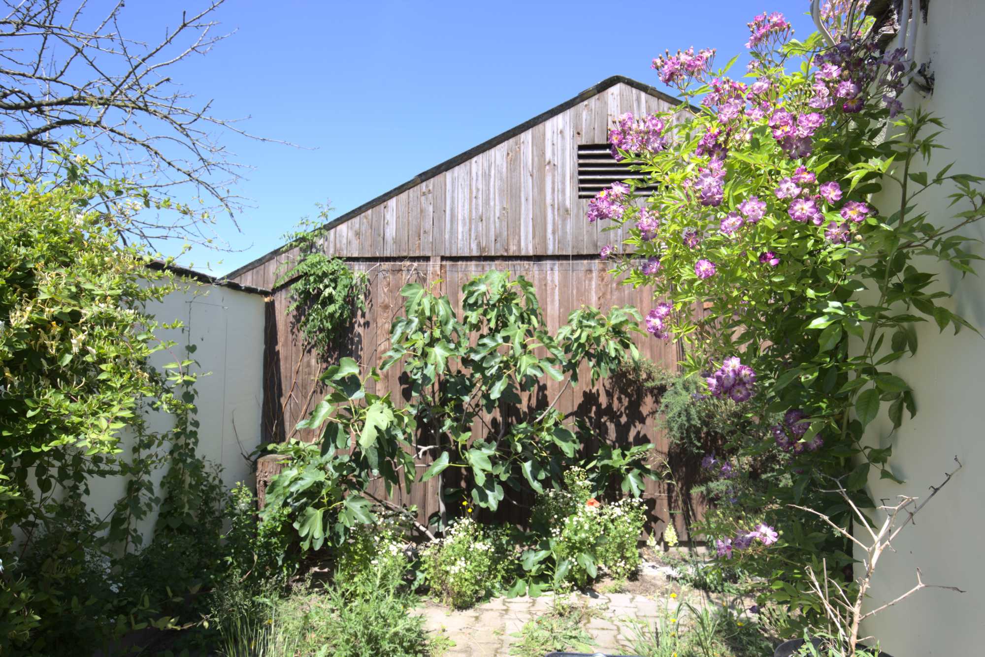 Lokation: Deutschland | Nordrhein-Westfalen | Heinsberg | Wassenberg Kategorien: Kletterpflanzen, Hortus rusticus, Datum: 09.06.2019