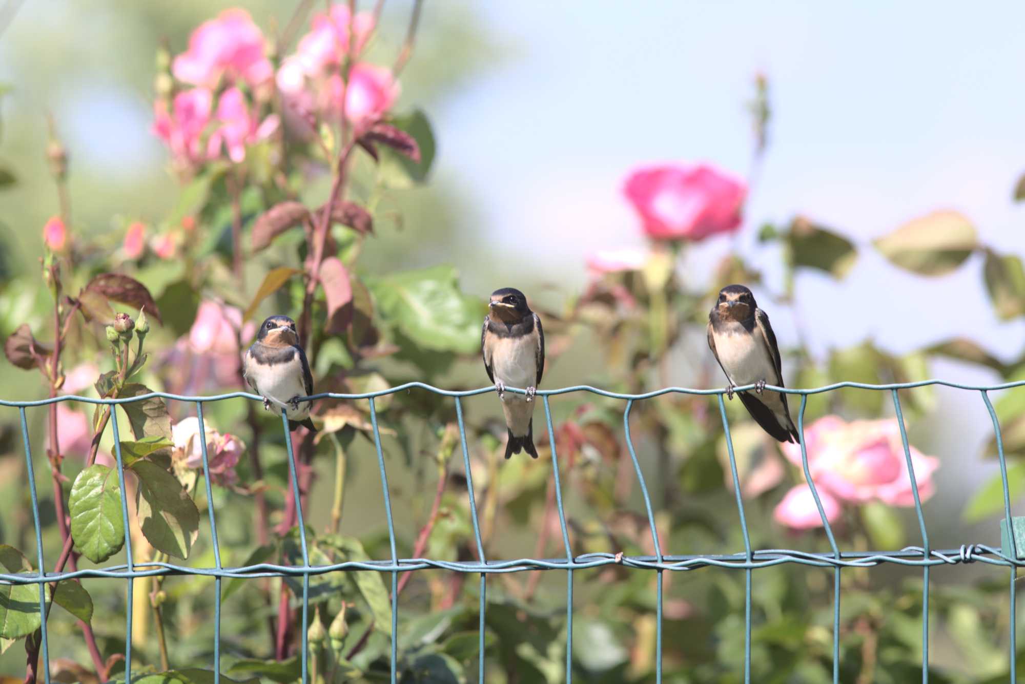 Lokation: Deutschland | Nordrhein-Westfalen | Heinsberg | Wassenberg Kategorien: Vögel, Hortus rusticus, Landhausgarten, Datum: 15.06.2019