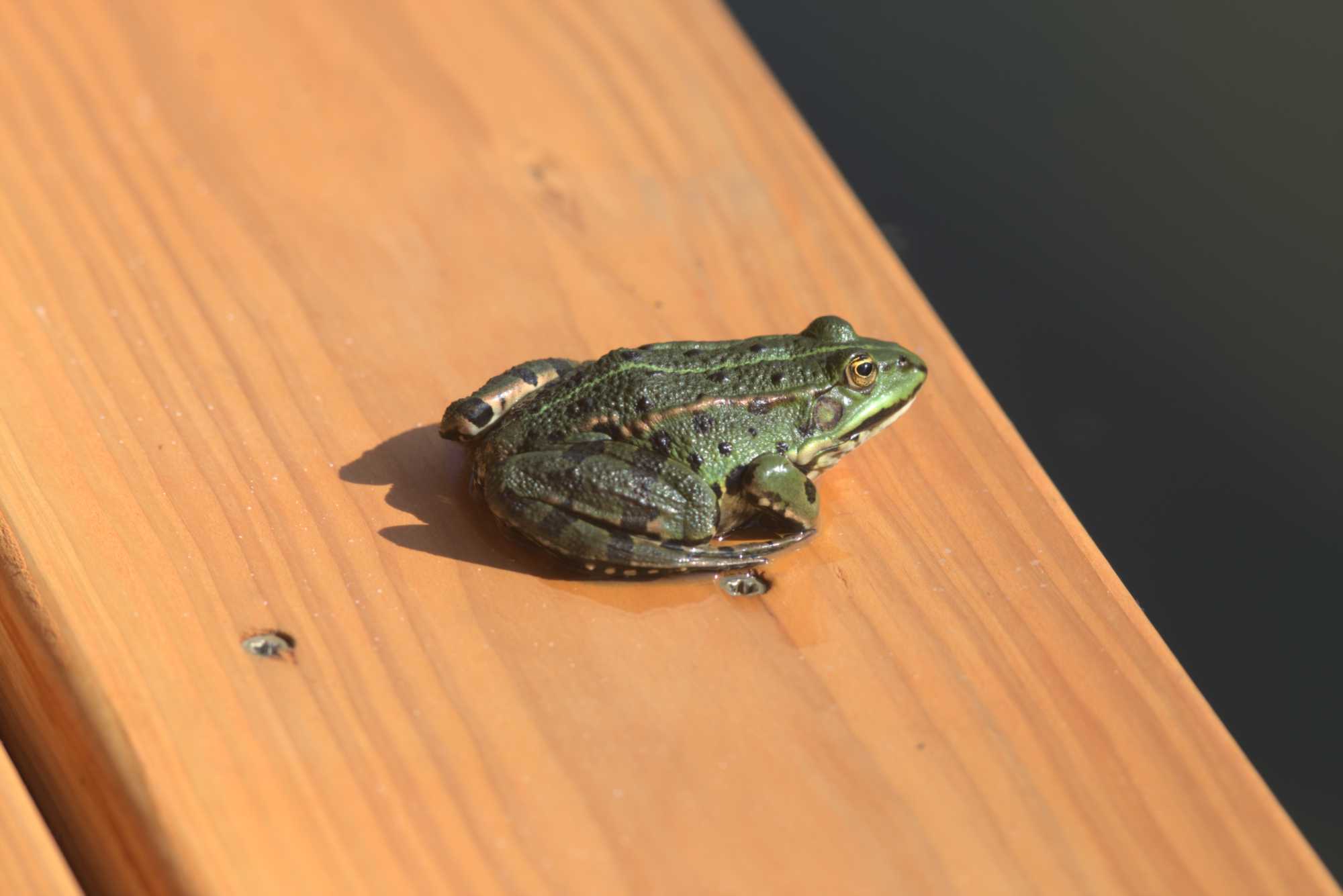 Lokation: Deutschland | Nordrhein-Westfalen | Heinsberg | Wassenberg Kategorien: Amphibien, Hortus rusticus, Datum: 15.06.2019