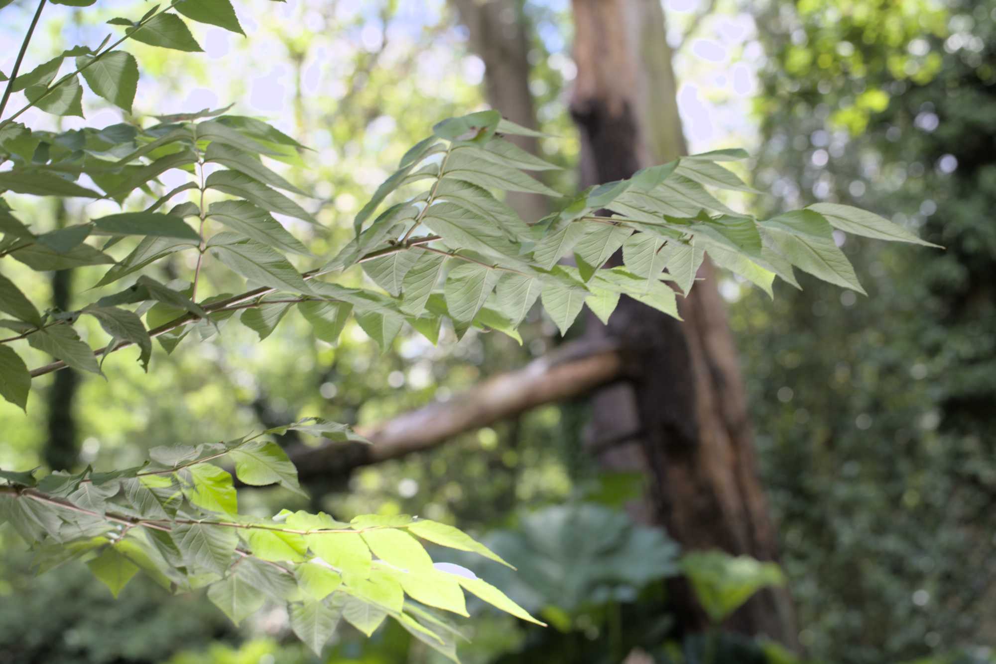 Lokation: Deutschland | Nordrhein-Westfalen | Neuss | Museum Insel Hombroich Kategorien: Museum, Datum: 21.06.2019