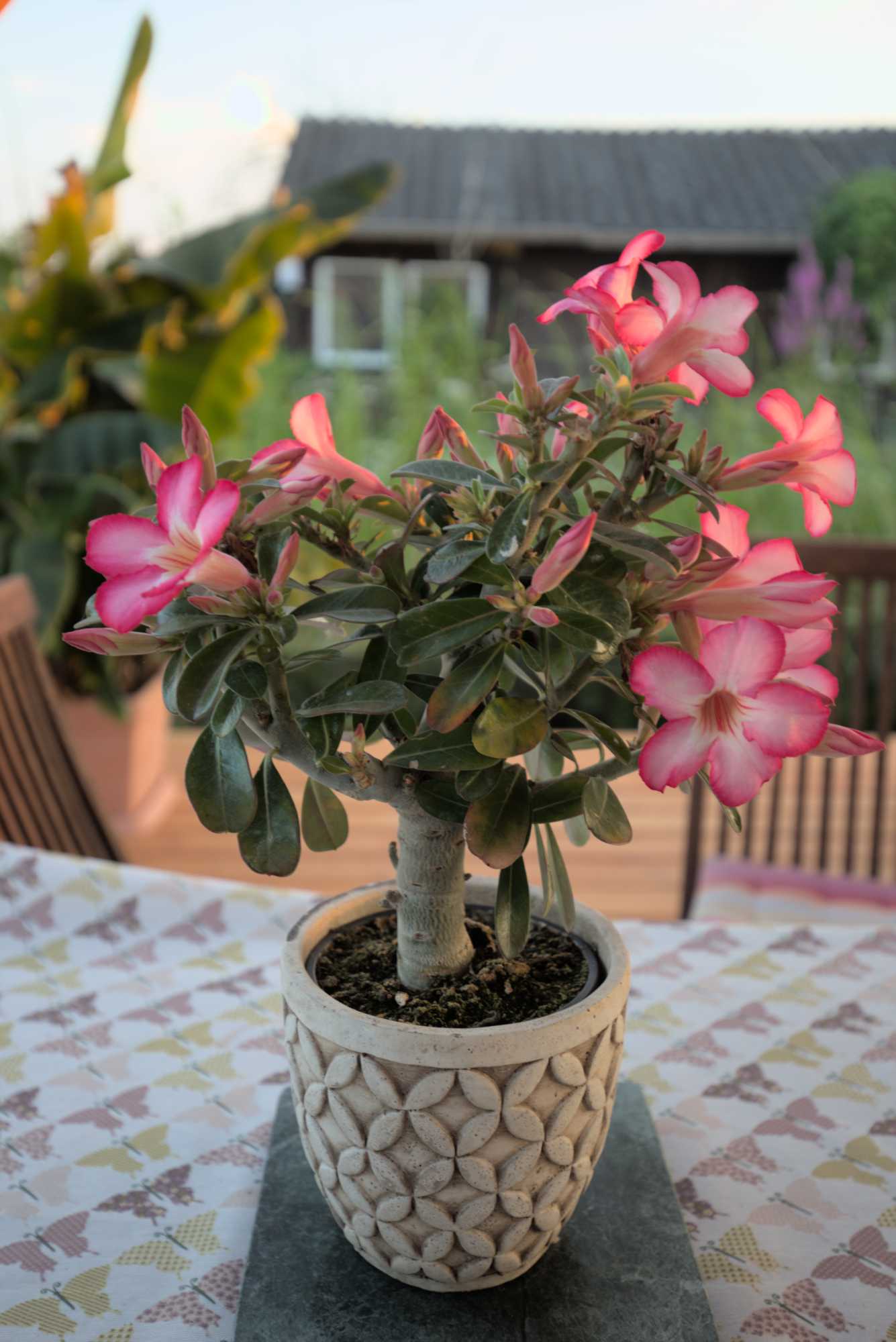 Lokation: Deutschland | Nordrhein-Westfalen | Heinsberg | Wassenberg Kategorien: Kübelpflanzen, Hortus rusticus, Datum: 05.07.2019