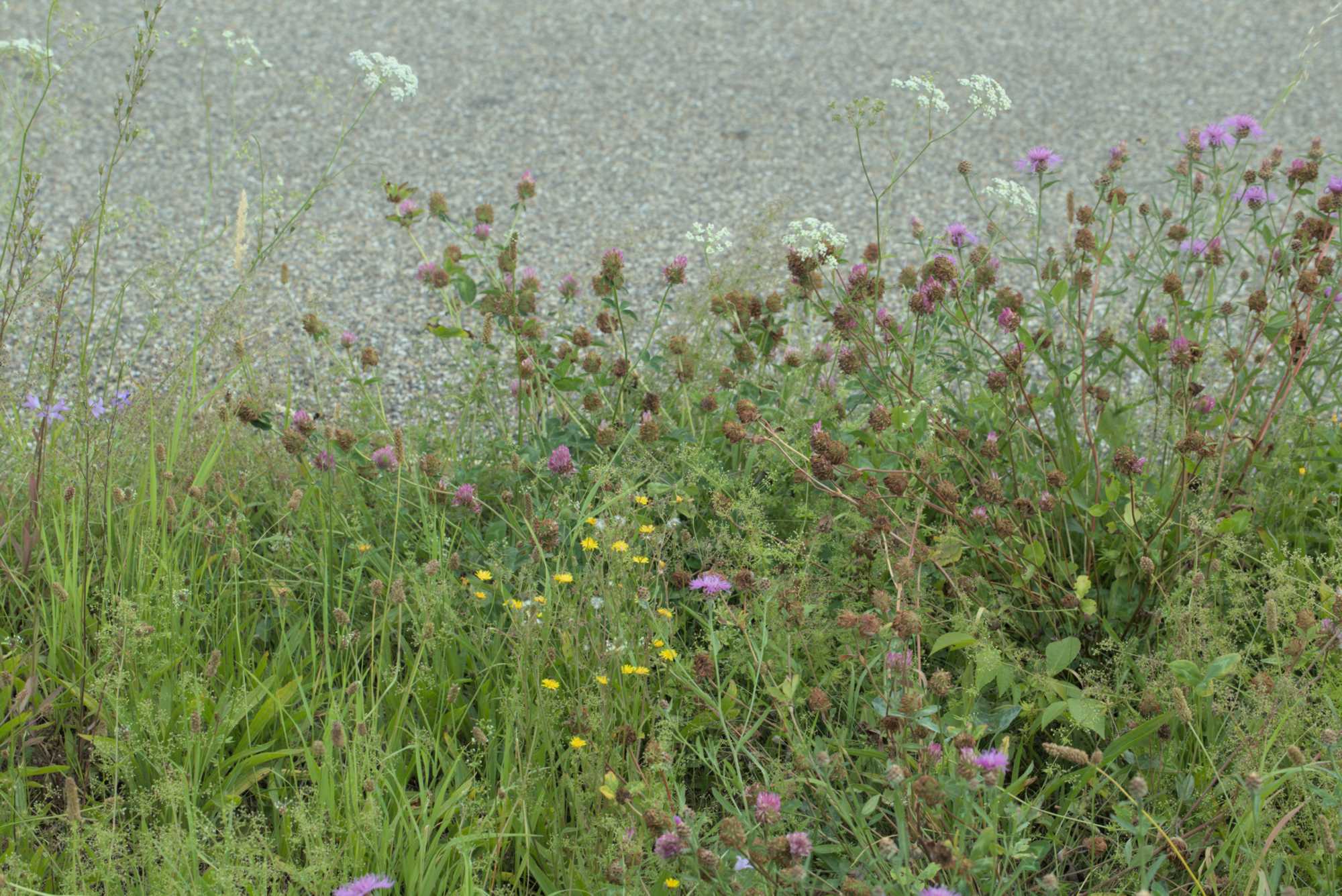 Lokation: Deutschland | Nordrhein-Westfalen | Heinsberg | Wassenberg Kategorien: Wiese, Datum: 21.07.2019