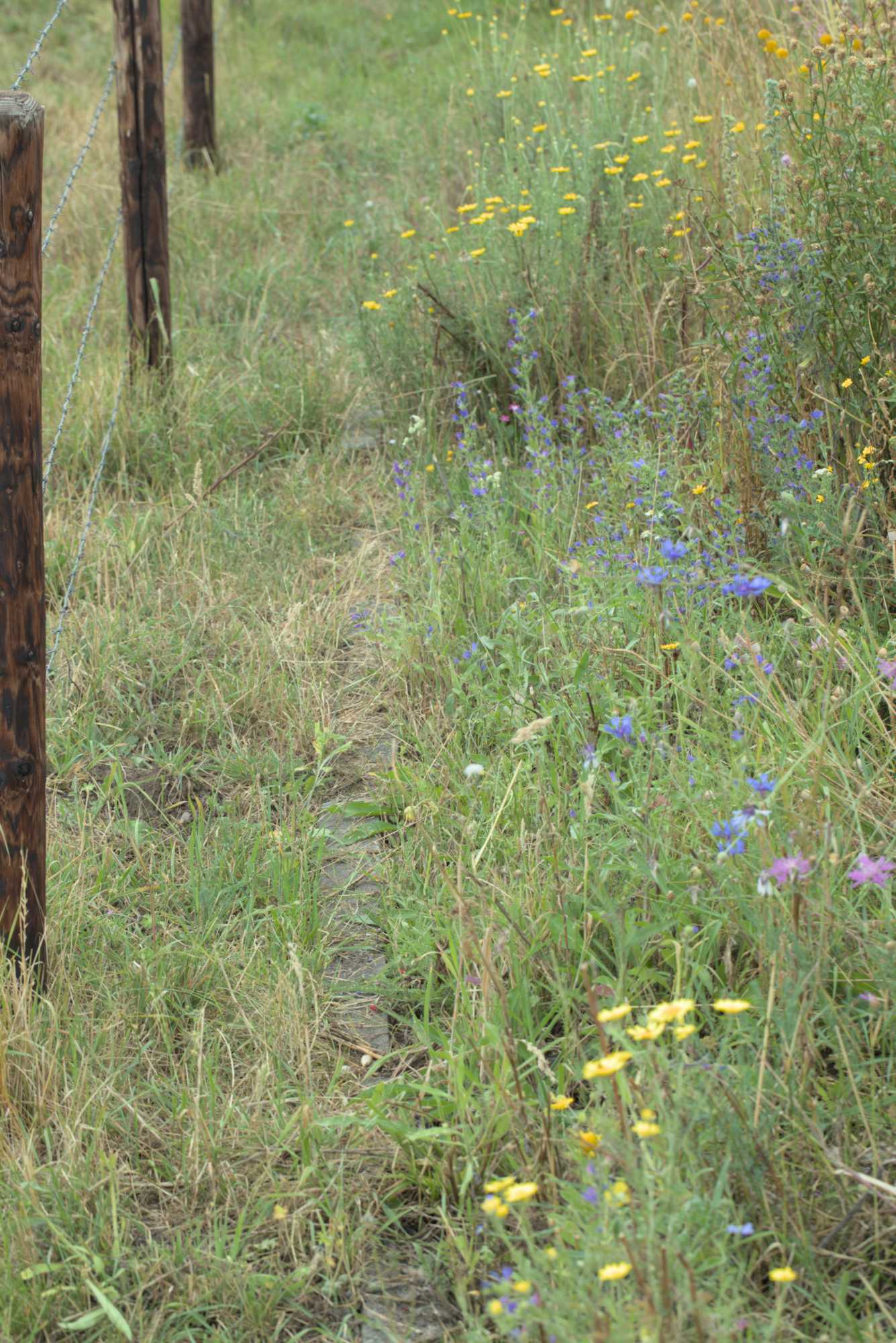 Lokation: Deutschland | Nordrhein-Westfalen | Heinsberg | Wassenberg Kategorien: Wiese, Datum: 21.07.2019