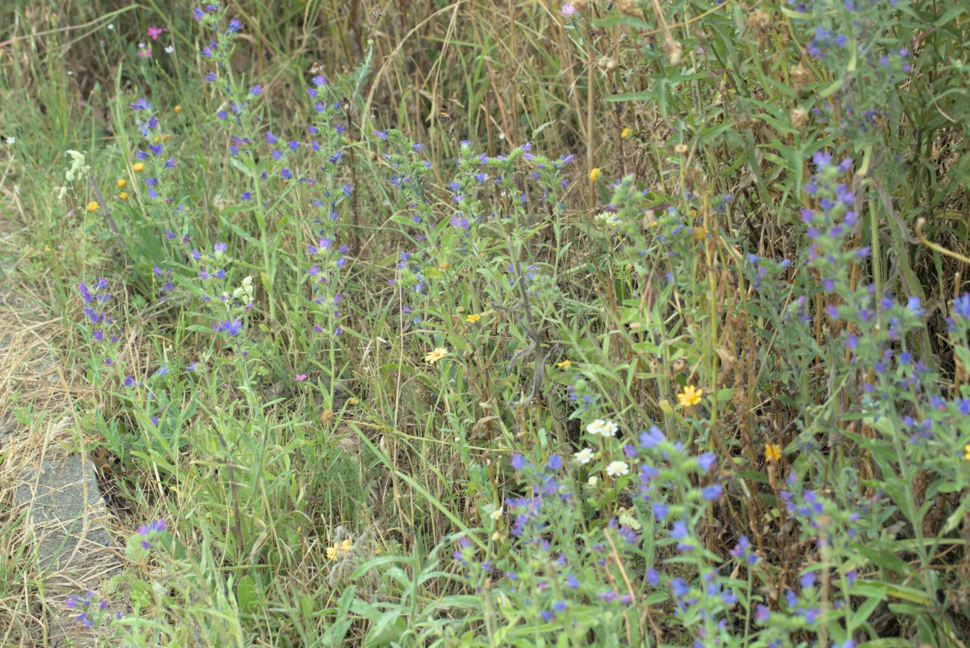 Lokation: Deutschland | Nordrhein-Westfalen | Heinsberg | Wassenberg Kategorien: Wiese, Datum: 21.07.2019
