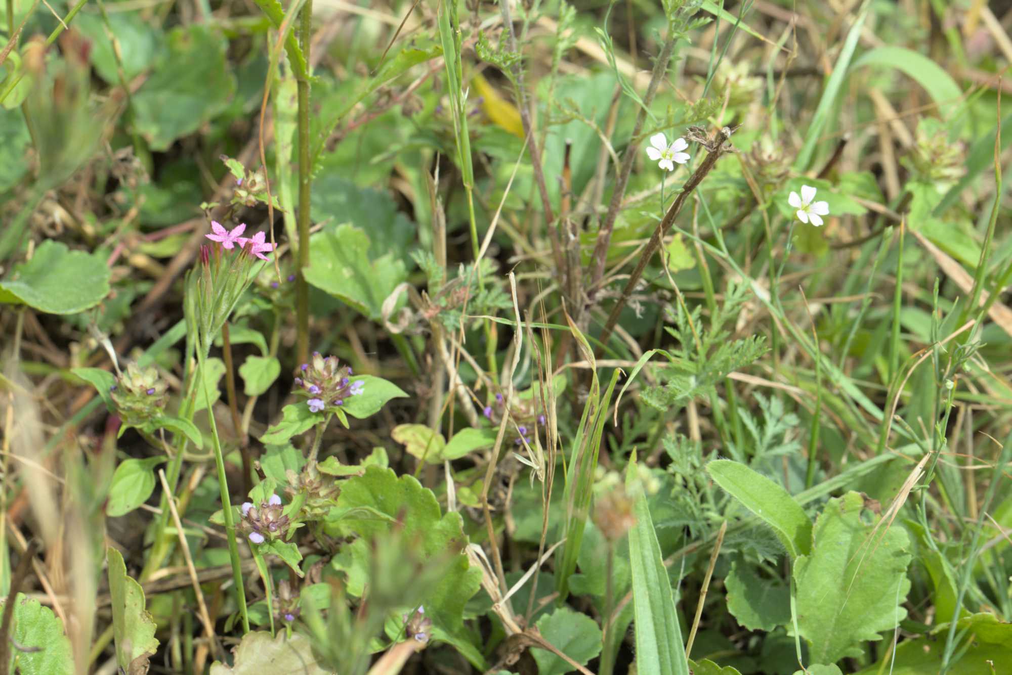Lokation: Deutschland | Nordrhein-Westfalen | Heinsberg | Wassenberg Kategorien: Wiese, Datum: 21.07.2019