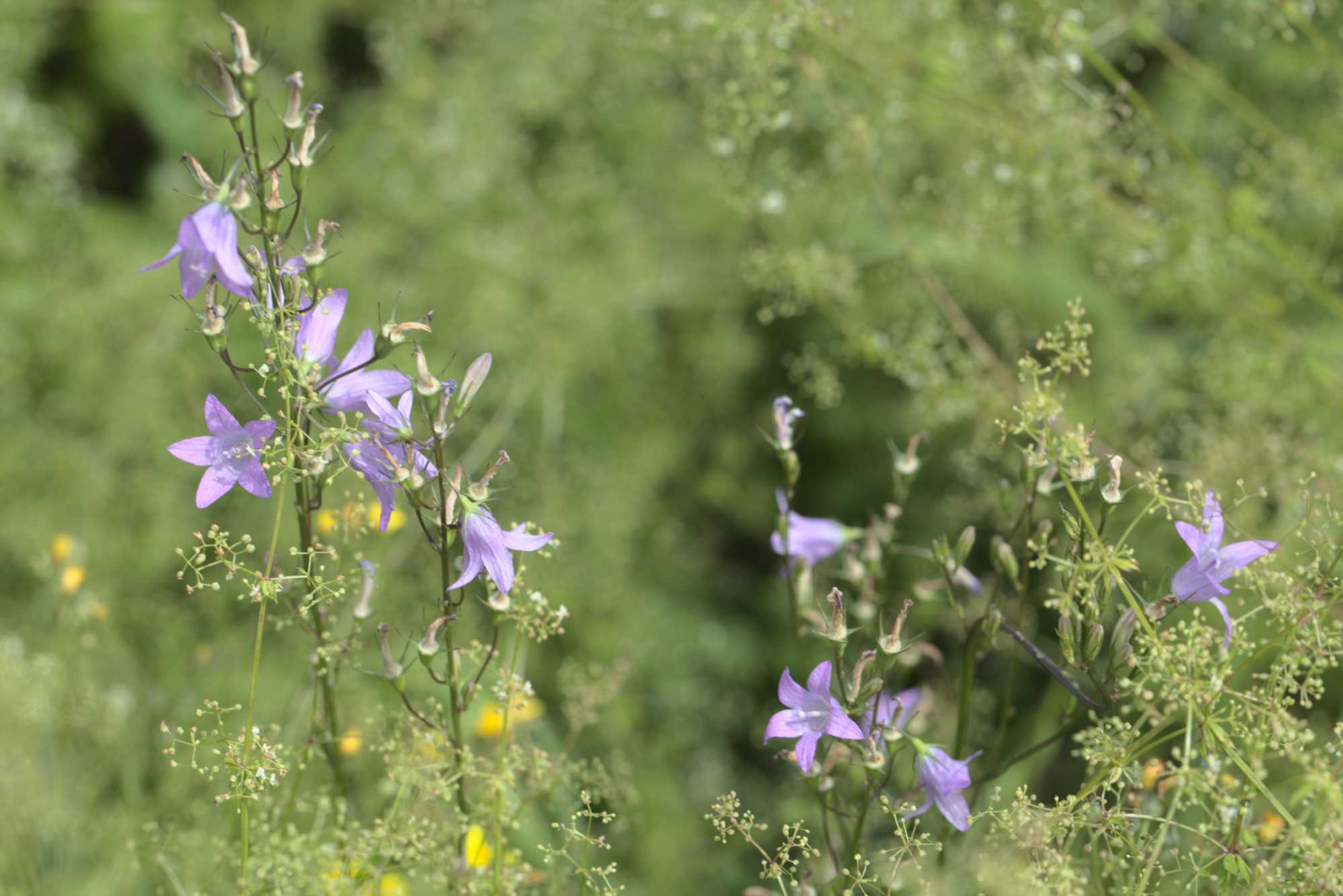 Lokation: Deutschland | Nordrhein-Westfalen | Heinsberg | Wassenberg Kategorien: Wiese, Datum: 21.07.2019