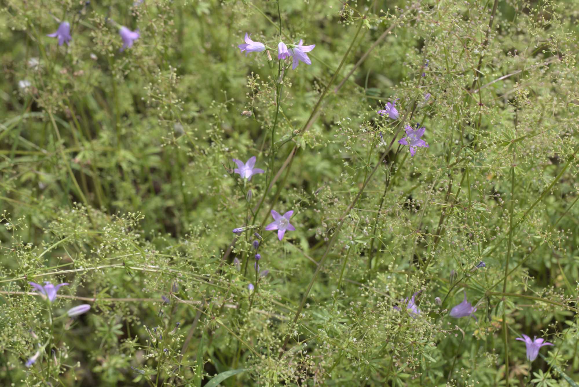Lokation: Deutschland | Nordrhein-Westfalen | Heinsberg | Wassenberg Kategorien: Wiese, Datum: 21.07.2019
