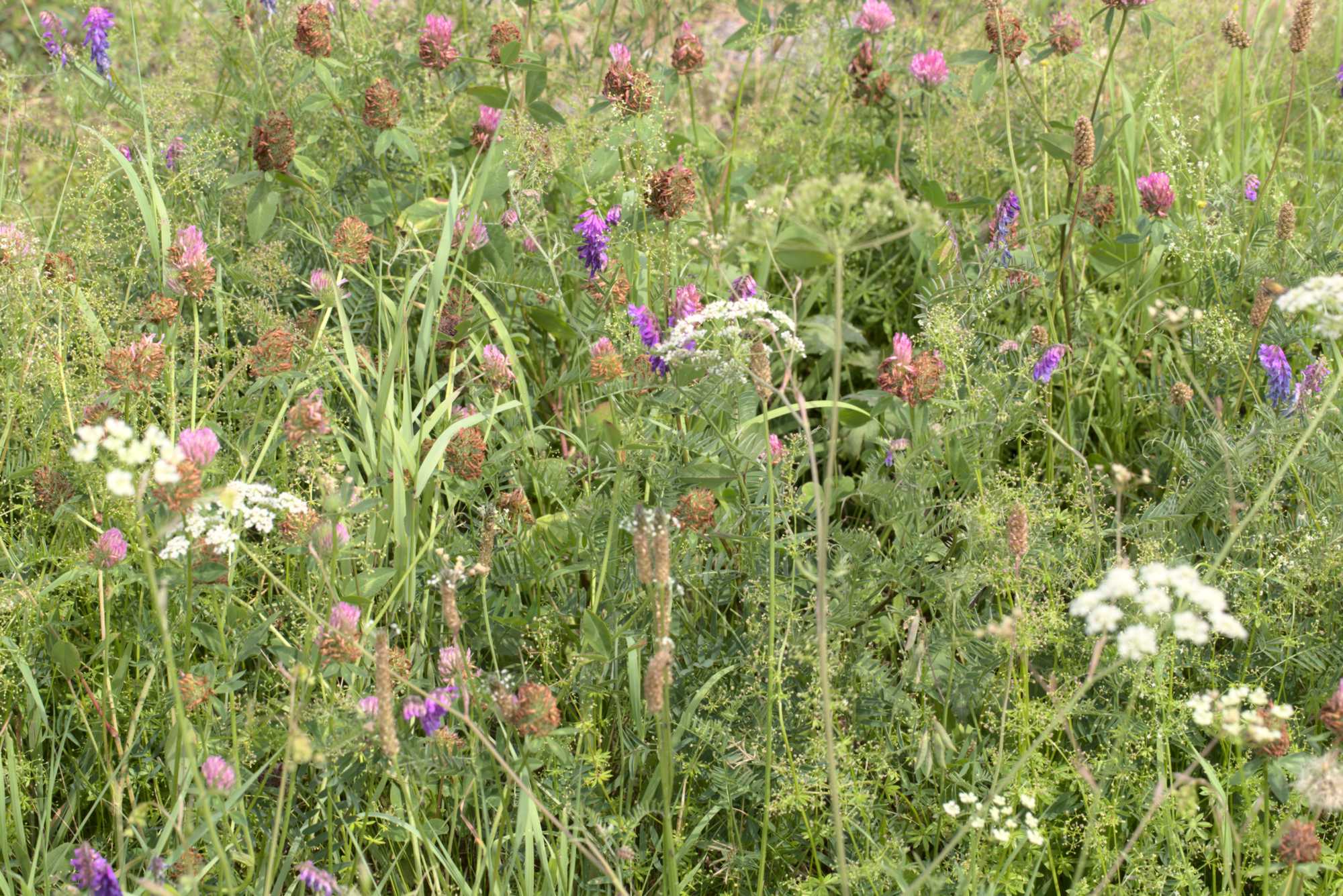 Lokation: Deutschland | Nordrhein-Westfalen | Heinsberg | Wassenberg Kategorien: Wiese, Datum: 21.07.2019