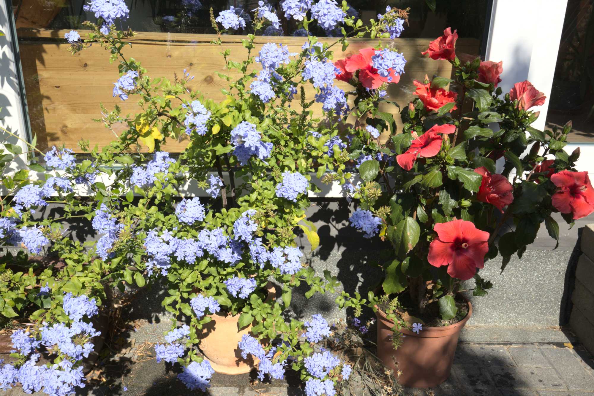 Lokation: Deutschland | Nordrhein-Westfalen | Heinsberg | Wassenberg Kategorien: Kübelpflanzen, Hortus rusticus, Datum: 24.08.2019