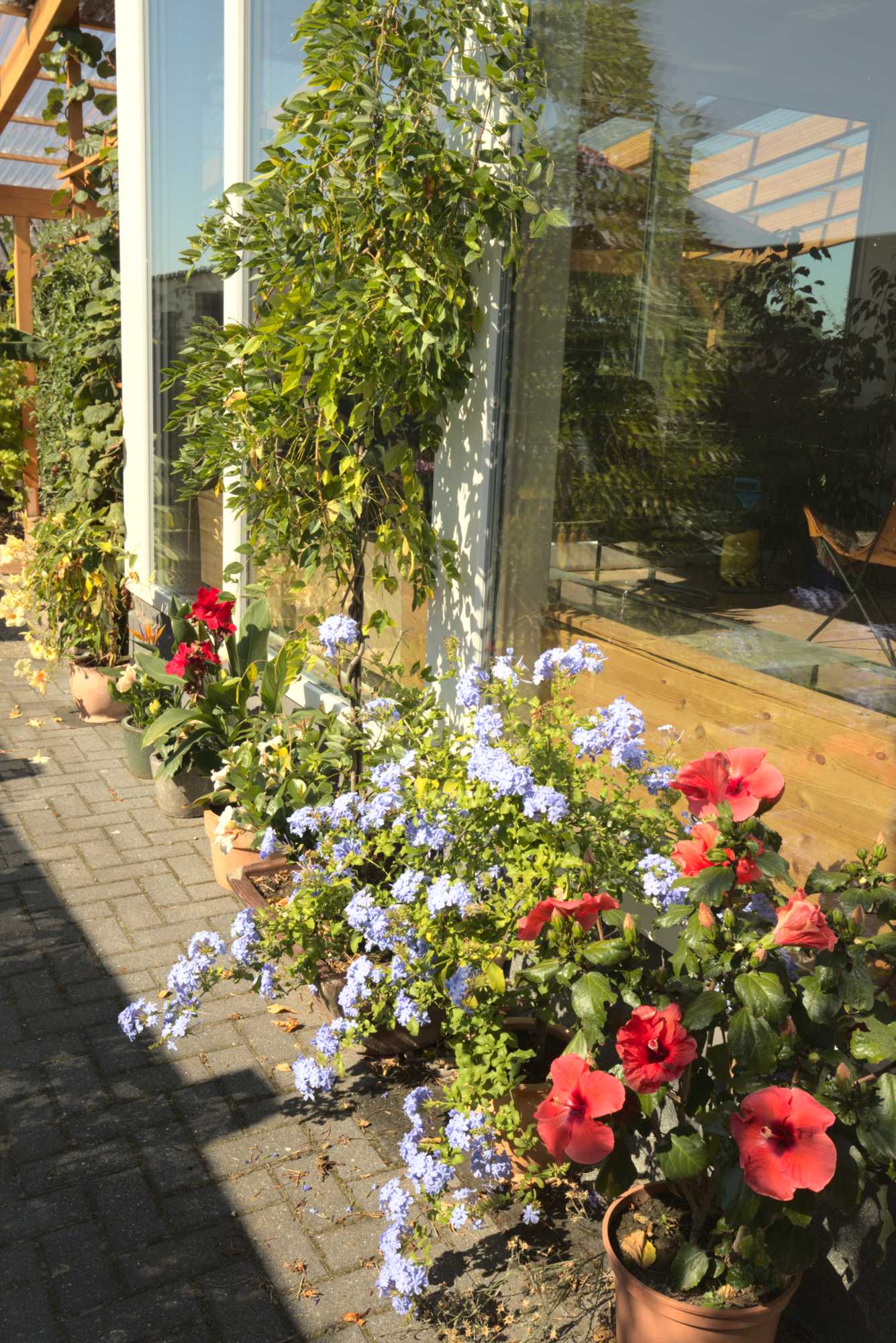 Lokation: Deutschland | Nordrhein-Westfalen | Heinsberg | Wassenberg Kategorien: Kübelpflanzen, Hortus rusticus, Datum: 24.08.2019