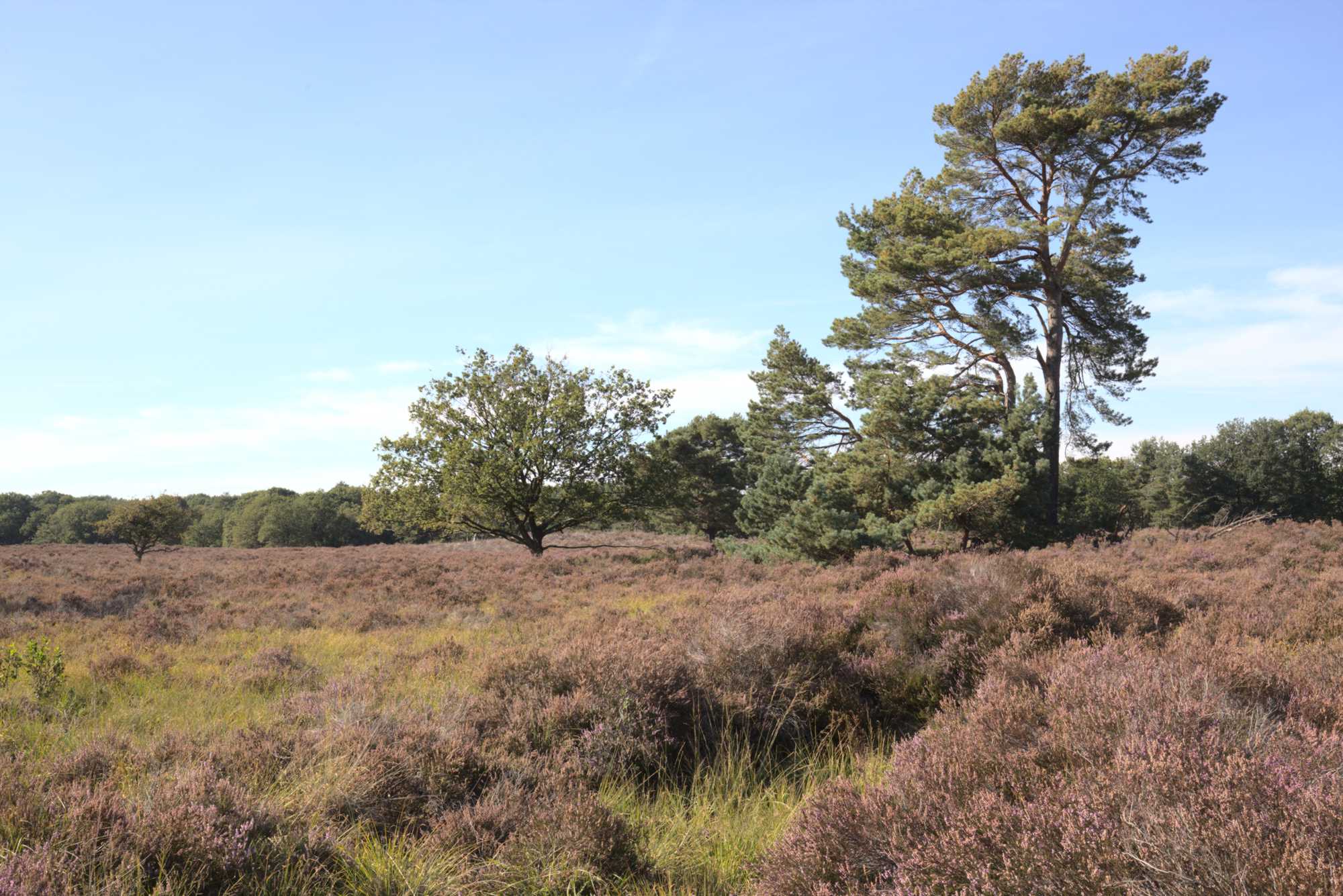 Lokation: Niederlande | Limburg | Roerdalen | Herkenbosch Kategorien: Landschaft, Datum: 15.09.2019