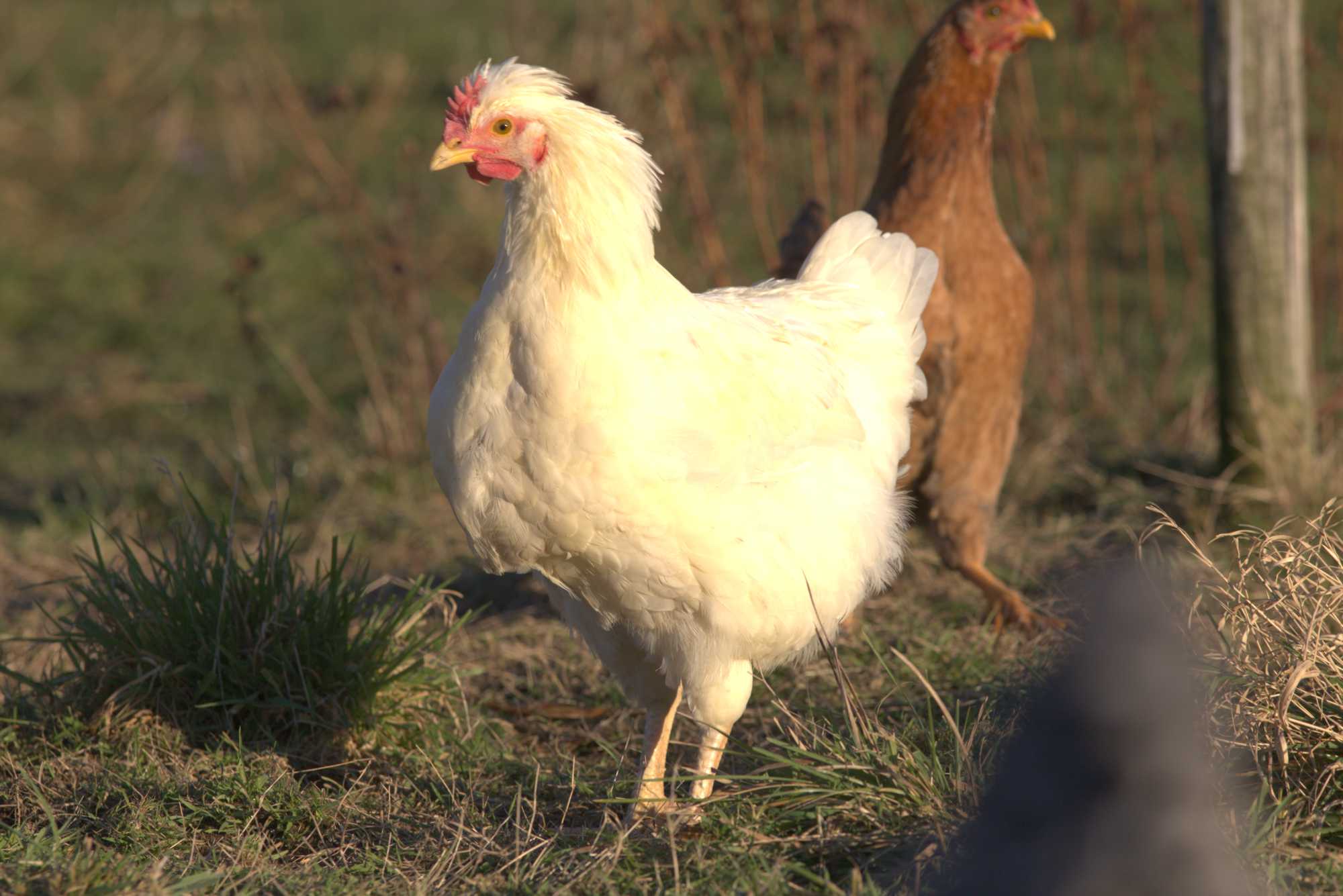 Lokation: Deutschland | Nordrhein-Westfalen | Heinsberg | Wassenberg Kategorien: Hühner, Hortus rusticus, Datum: 30.12.2019
