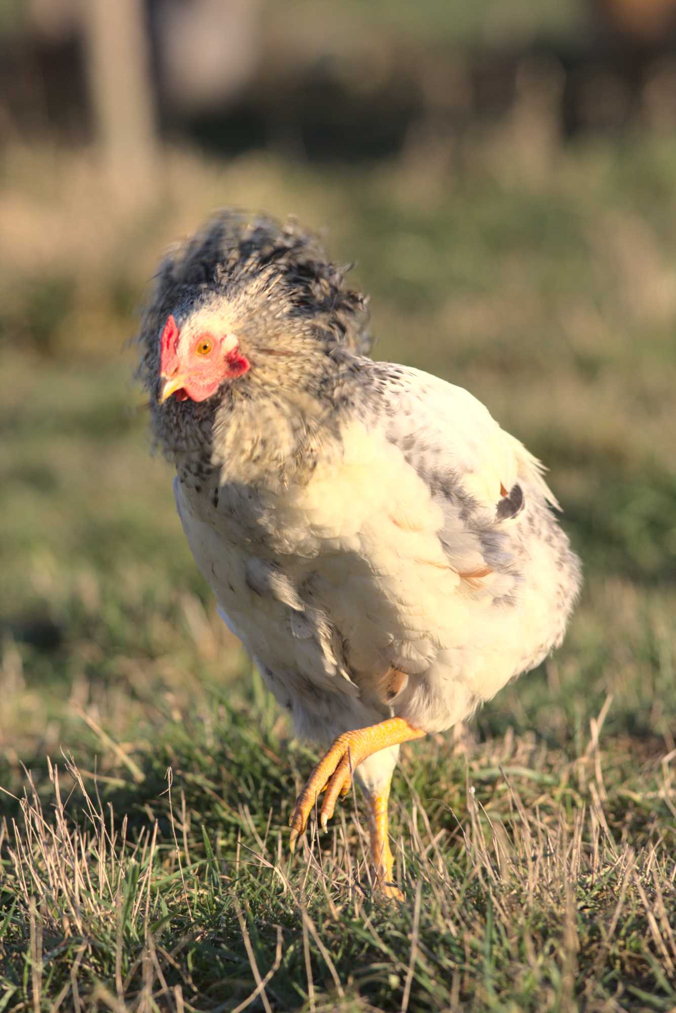 Lokation: Deutschland | Nordrhein-Westfalen | Heinsberg | Wassenberg Kategorien: Hühner, Hortus rusticus, Datum: 30.12.2019