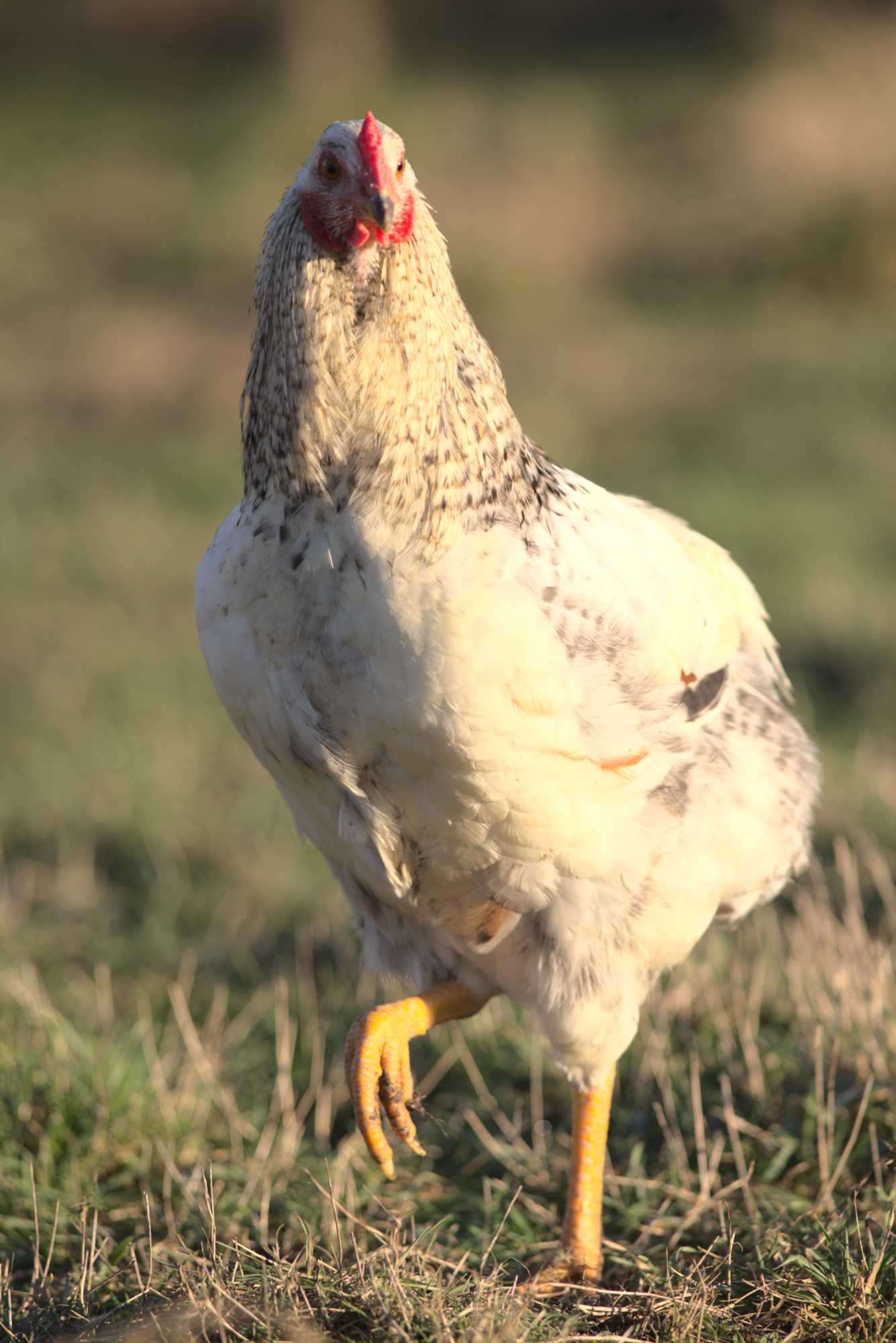 Lokation: Deutschland | Nordrhein-Westfalen | Heinsberg | Wassenberg Kategorien: Hühner, Hortus rusticus, Datum: 30.12.2019