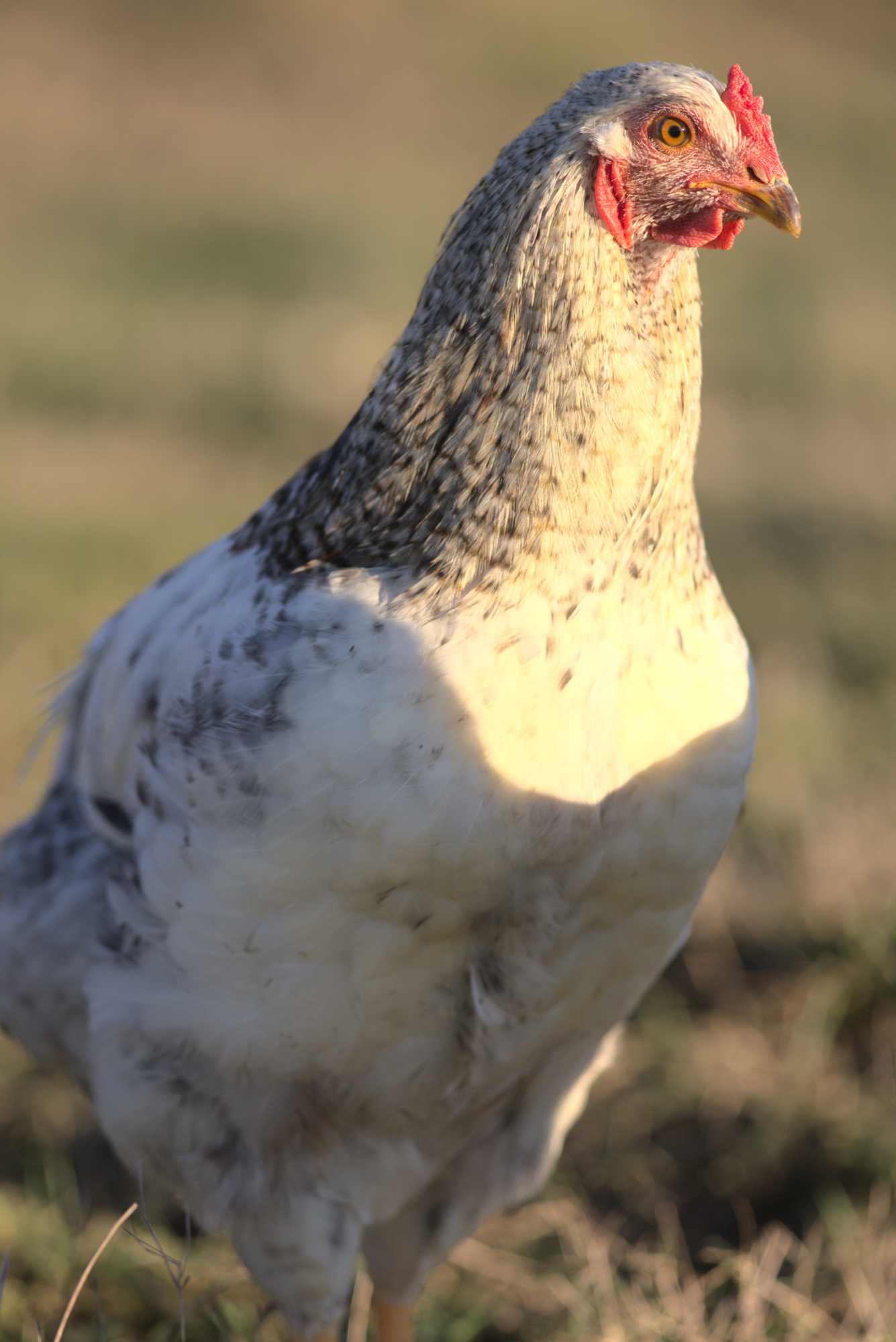 Lokation: Deutschland | Nordrhein-Westfalen | Heinsberg | Wassenberg Kategorien: Hühner, Hortus rusticus, Datum: 30.12.2019