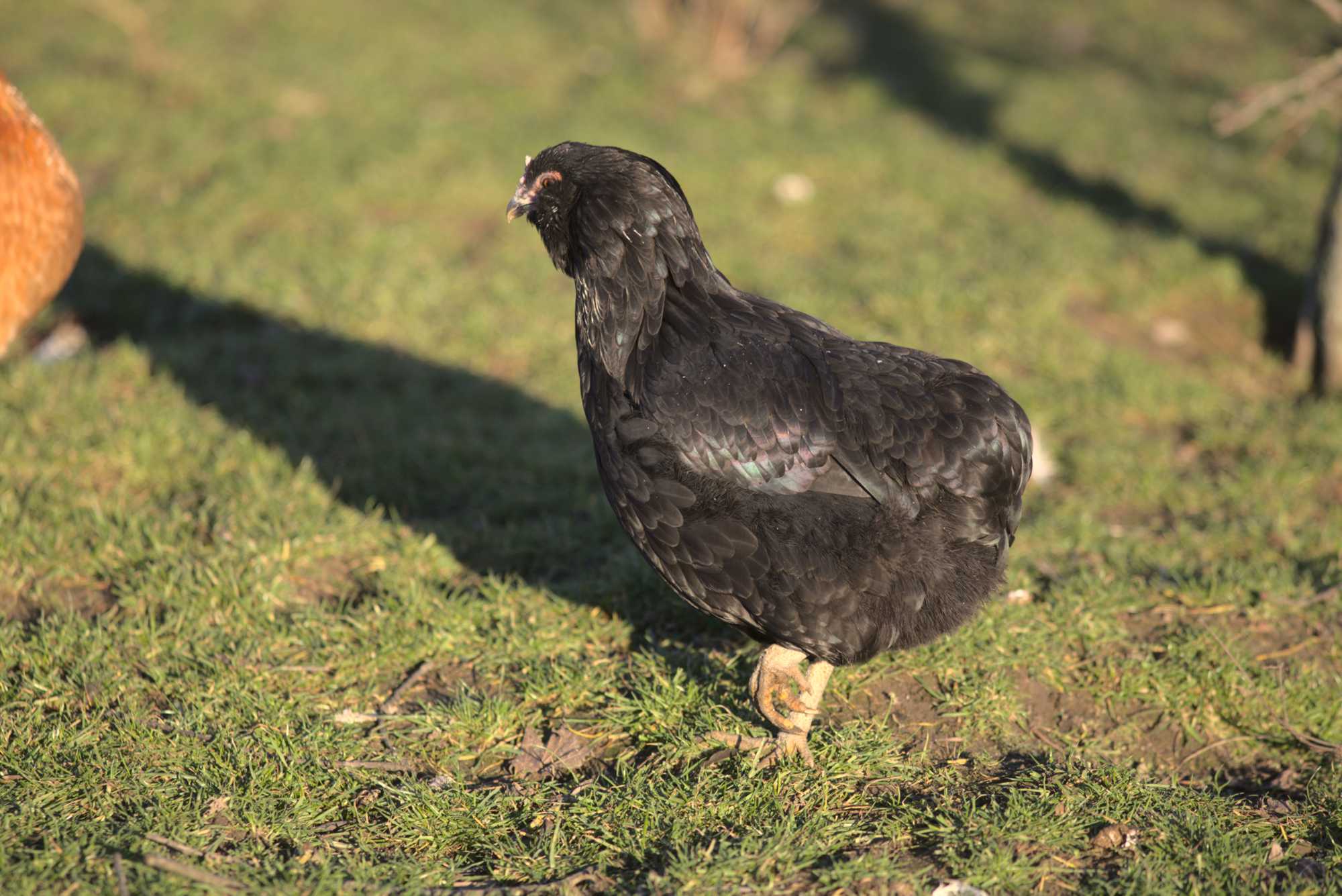 Lokation: Deutschland | Nordrhein-Westfalen | Heinsberg | Wassenberg Kategorien: Hühner, Hortus rusticus, Datum: 30.12.2019