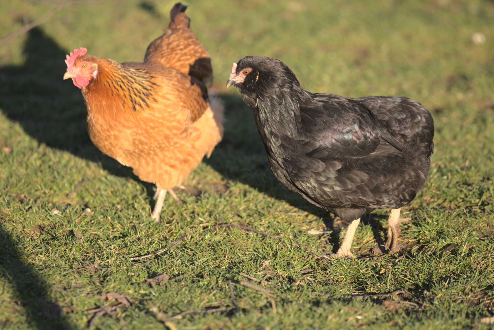 Lokation: Deutschland | Nordrhein-Westfalen | Heinsberg | Wassenberg Kategorien: Hühner, Hortus rusticus, Datum: 30.12.2019
