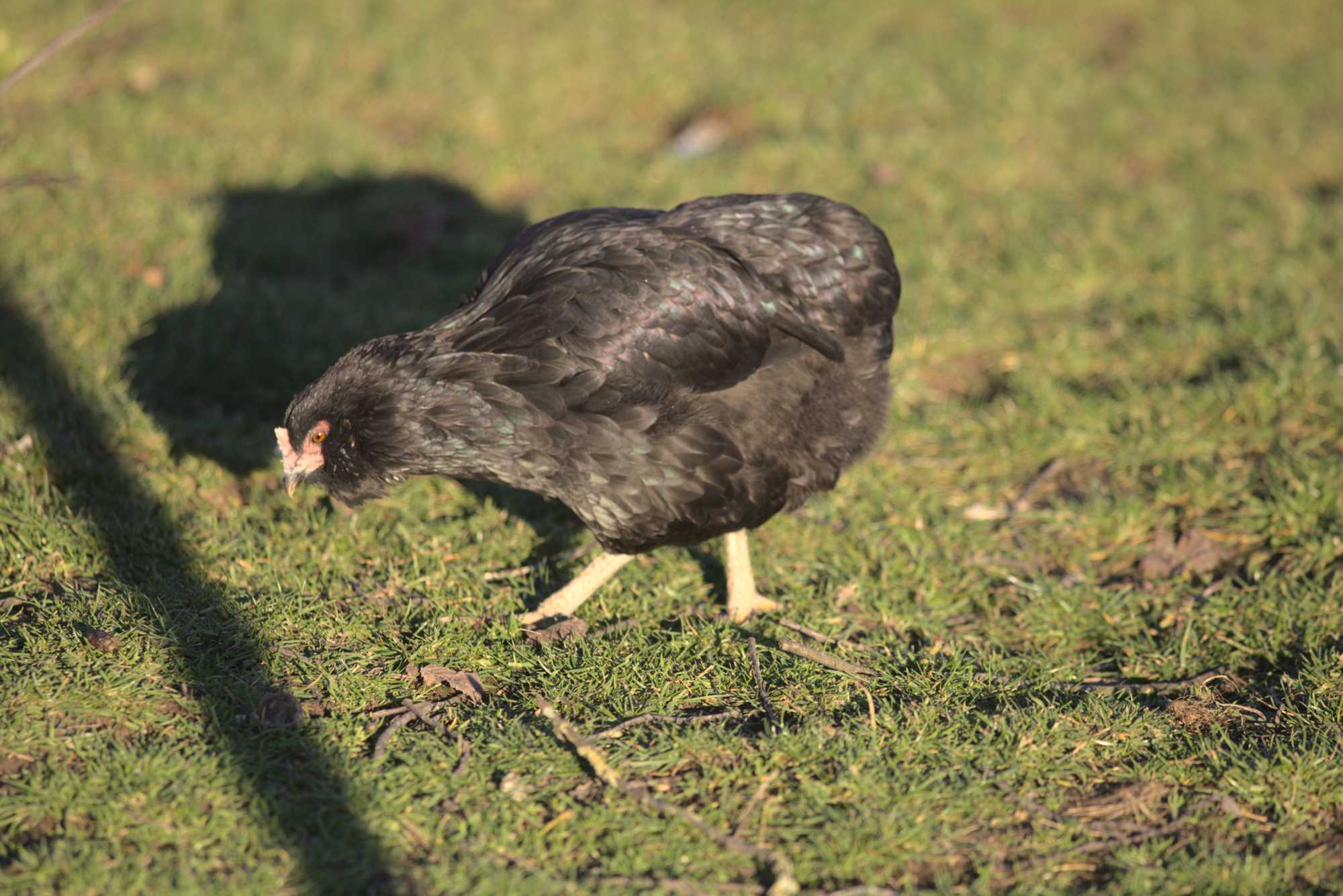 Lokation: Deutschland | Nordrhein-Westfalen | Heinsberg | Wassenberg Kategorien: Hühner, Hortus rusticus, Datum: 30.12.2019