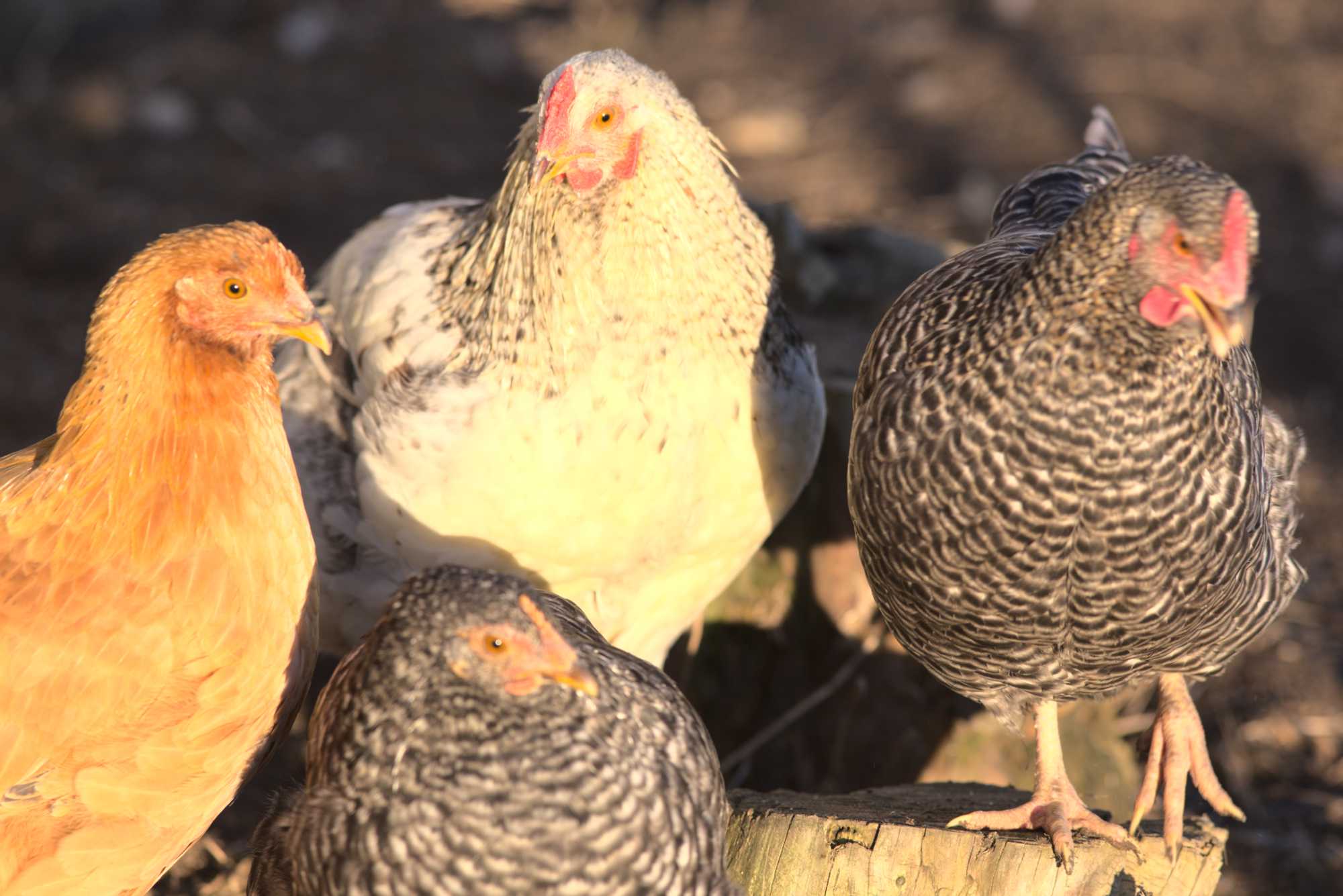 Lokation: Deutschland | Nordrhein-Westfalen | Heinsberg | Wassenberg Kategorien: Hühner, Hortus rusticus, Datum: 30.12.2019