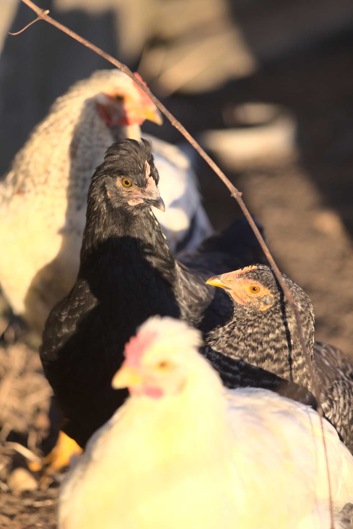 Lokation: Deutschland | Nordrhein-Westfalen | Heinsberg | Wassenberg Kategorien: Hühner, Hortus rusticus, Datum: 30.12.2019