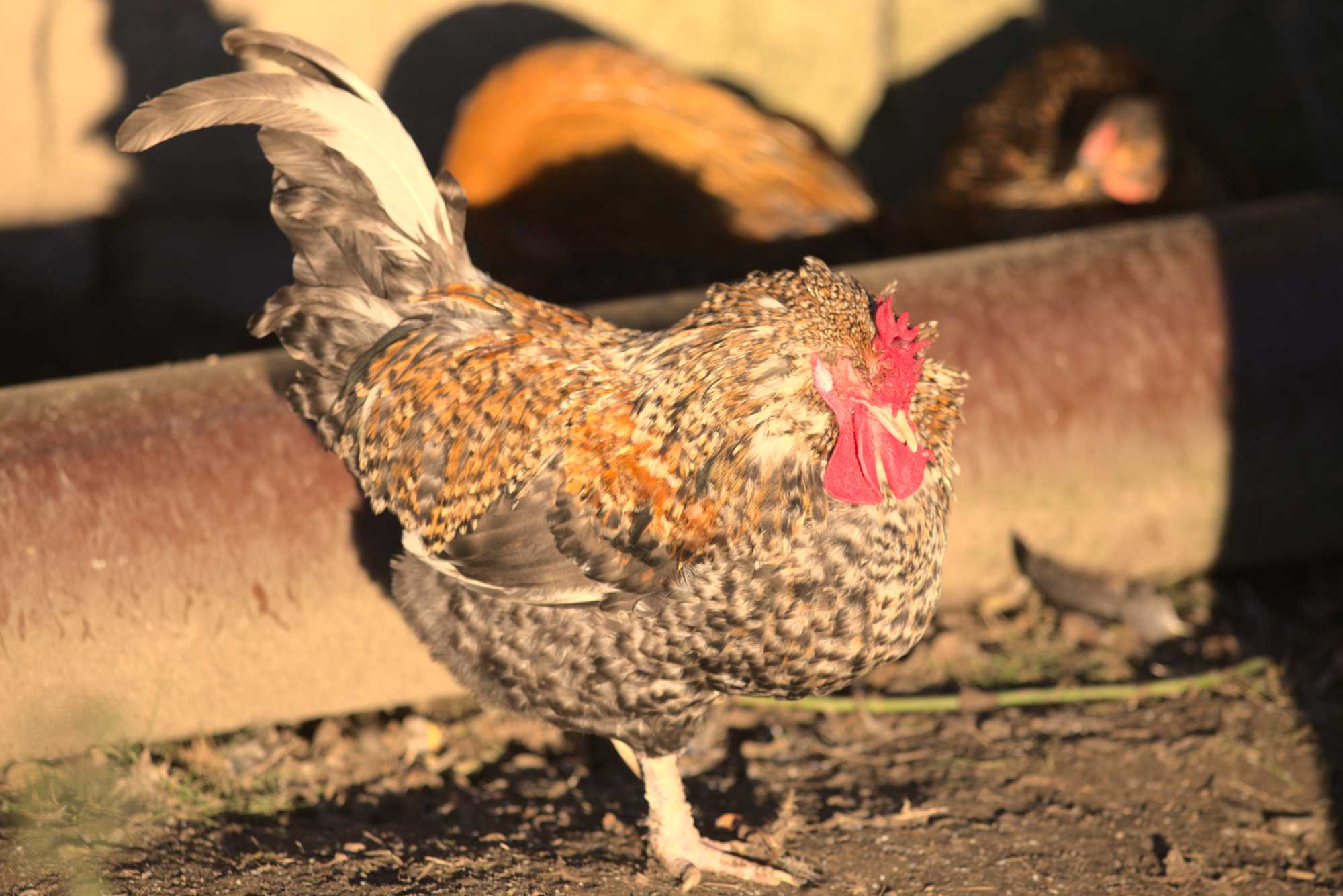 Lokation: Deutschland | Nordrhein-Westfalen | Heinsberg | Wassenberg Kategorien: Hühner, Hortus rusticus, Datum: 30.12.2019
