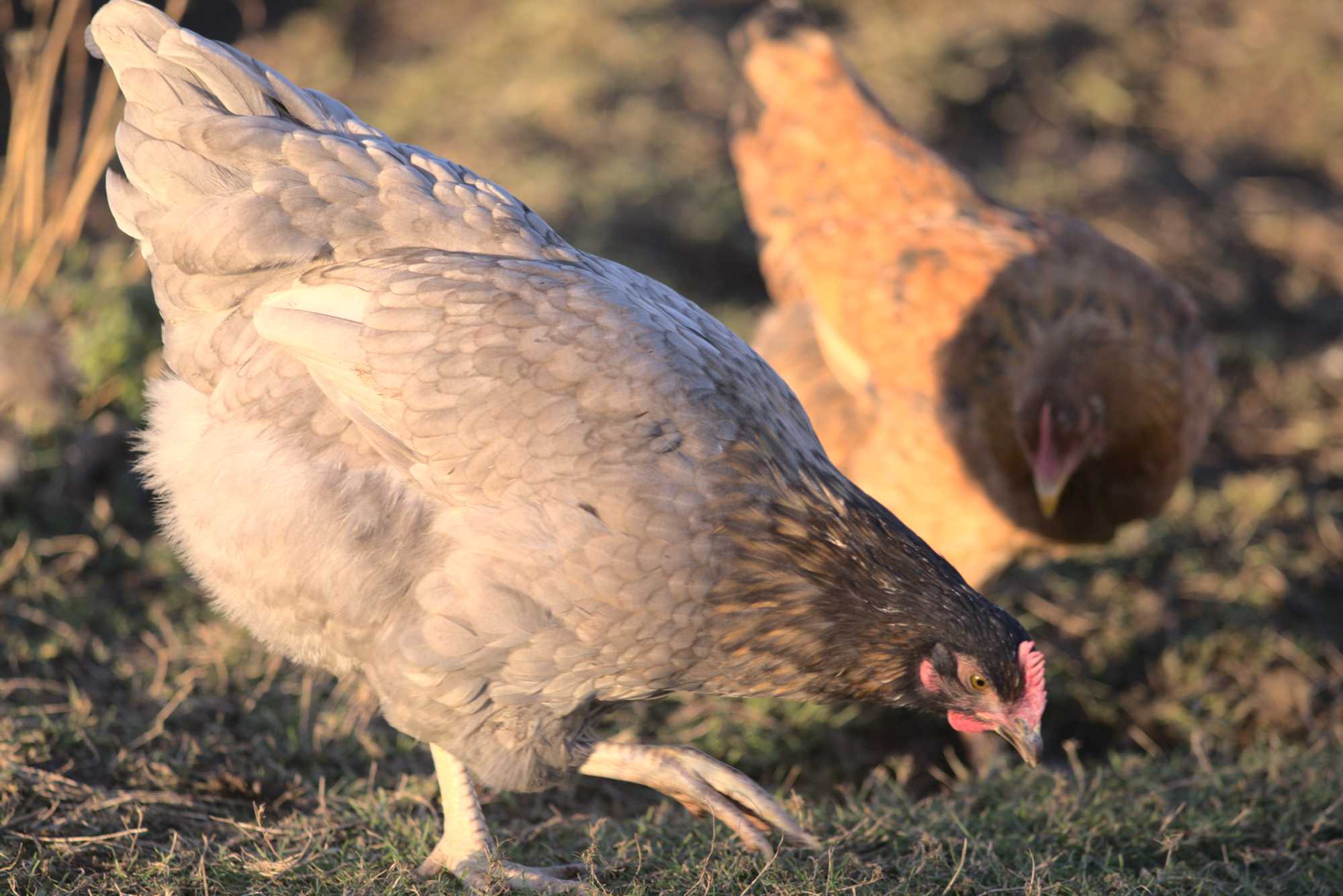 Lokation: Deutschland | Nordrhein-Westfalen | Heinsberg | Wassenberg Kategorien: Hühner, Hortus rusticus, Datum: 30.12.2019