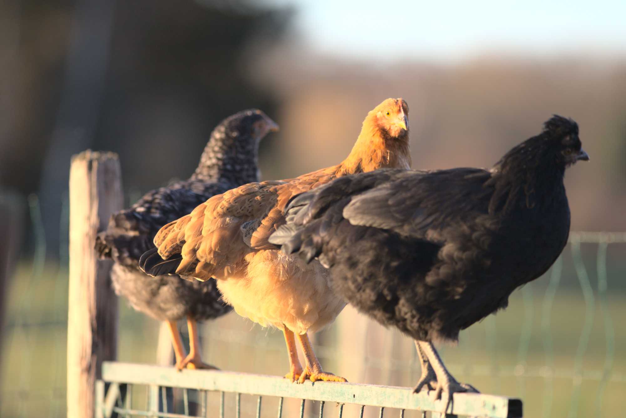 Lokation: Deutschland | Nordrhein-Westfalen | Heinsberg | Wassenberg Kategorien: Hühner, Hortus rusticus, Datum: 30.12.2019