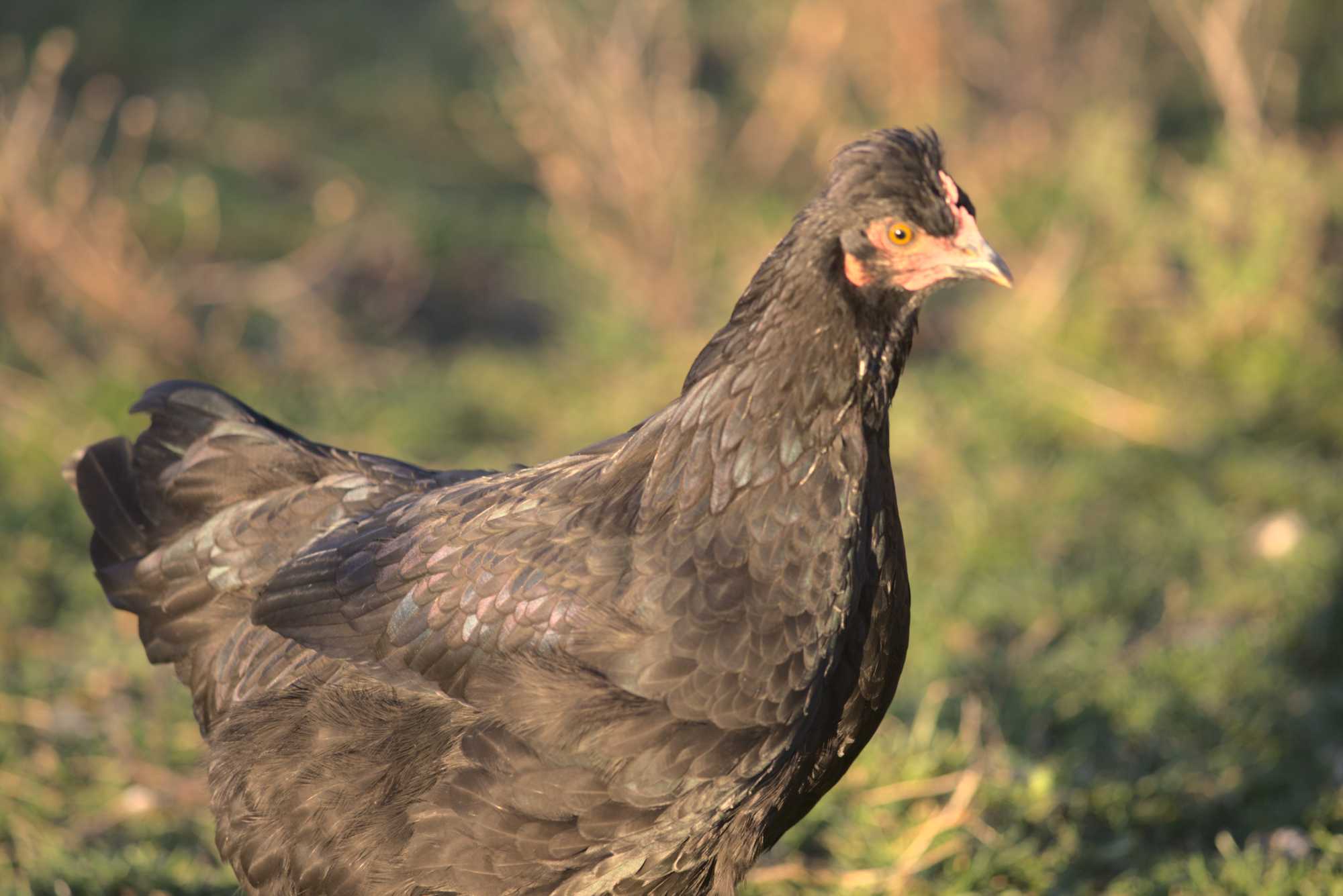 Lokation: Deutschland | Nordrhein-Westfalen | Heinsberg | Wassenberg Kategorien: Hühner, Hortus rusticus, Datum: 30.12.2019