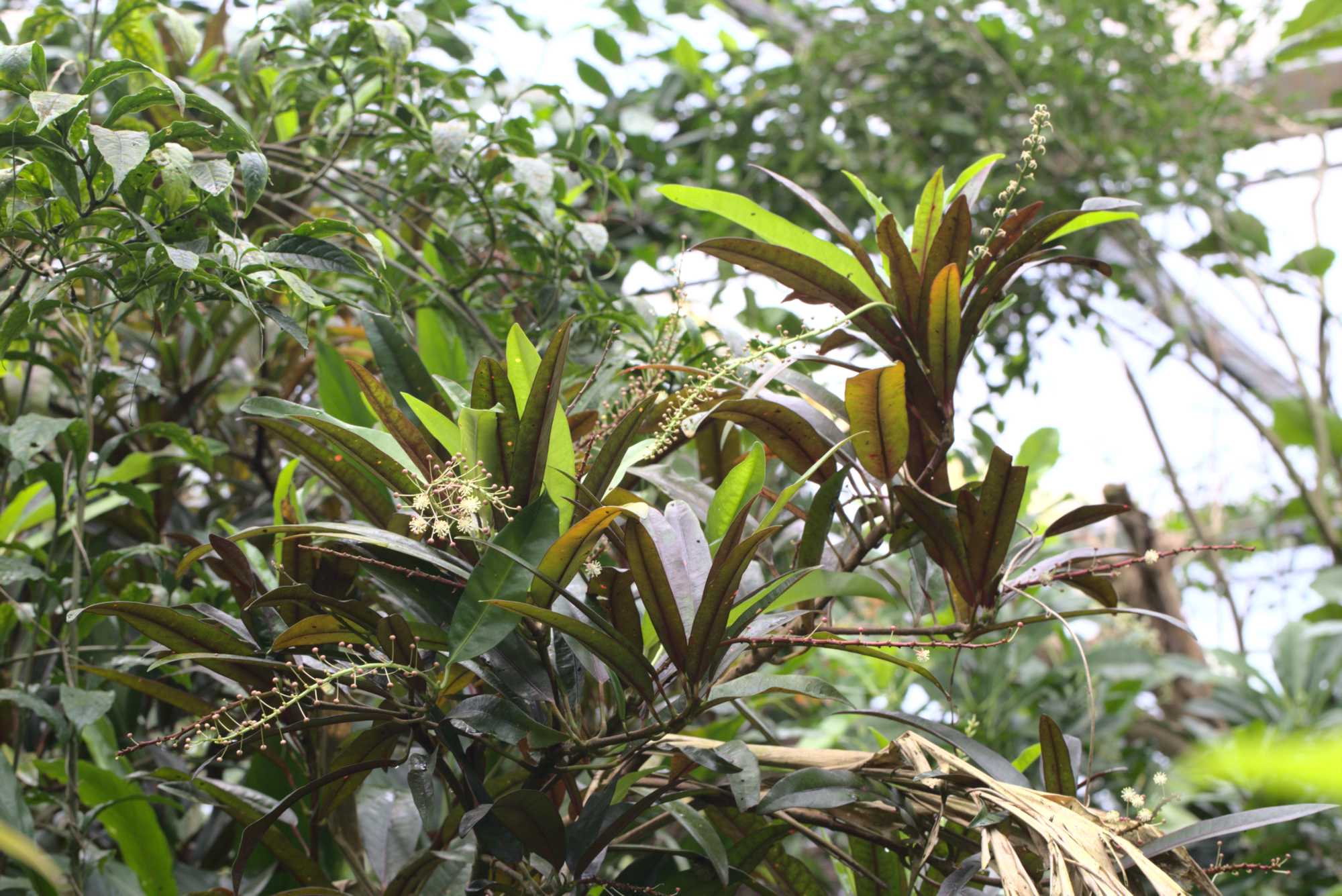 Lokation: Niederlande | Gelderland | Arnheim | Cranevelt Kategorien: Gewächshaus, Datum: 06.03.2020