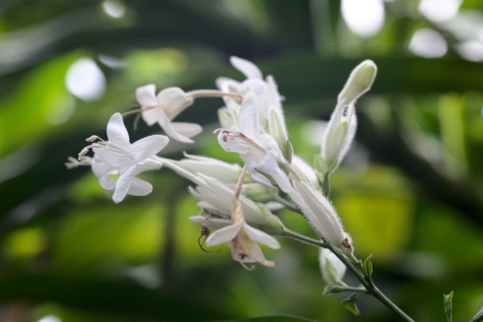 Lokation: Niederlande | Gelderland | Arnheim | Cranevelt Kategorien: Gewächshaus, Datum: 06.03.2020