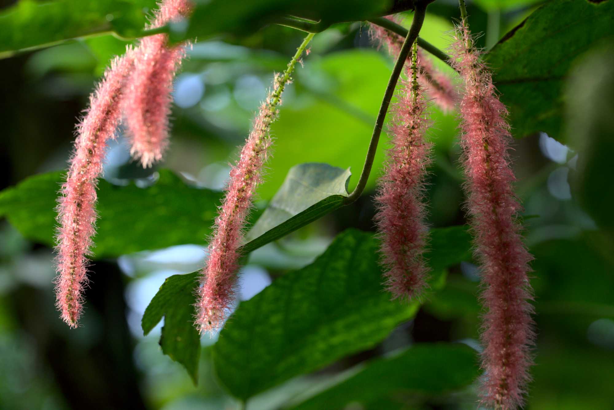 Lokation: Niederlande | Gelderland | Arnheim | Cranevelt Kategorien: Gewächshaus, Datum: 06.03.2020