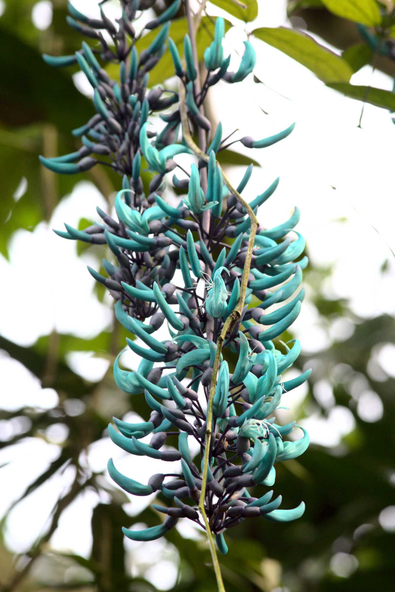 Lokation: Niederlande | Gelderland | Arnheim | Cranevelt Kategorien: Gewächshaus, Datum: 06.03.2020