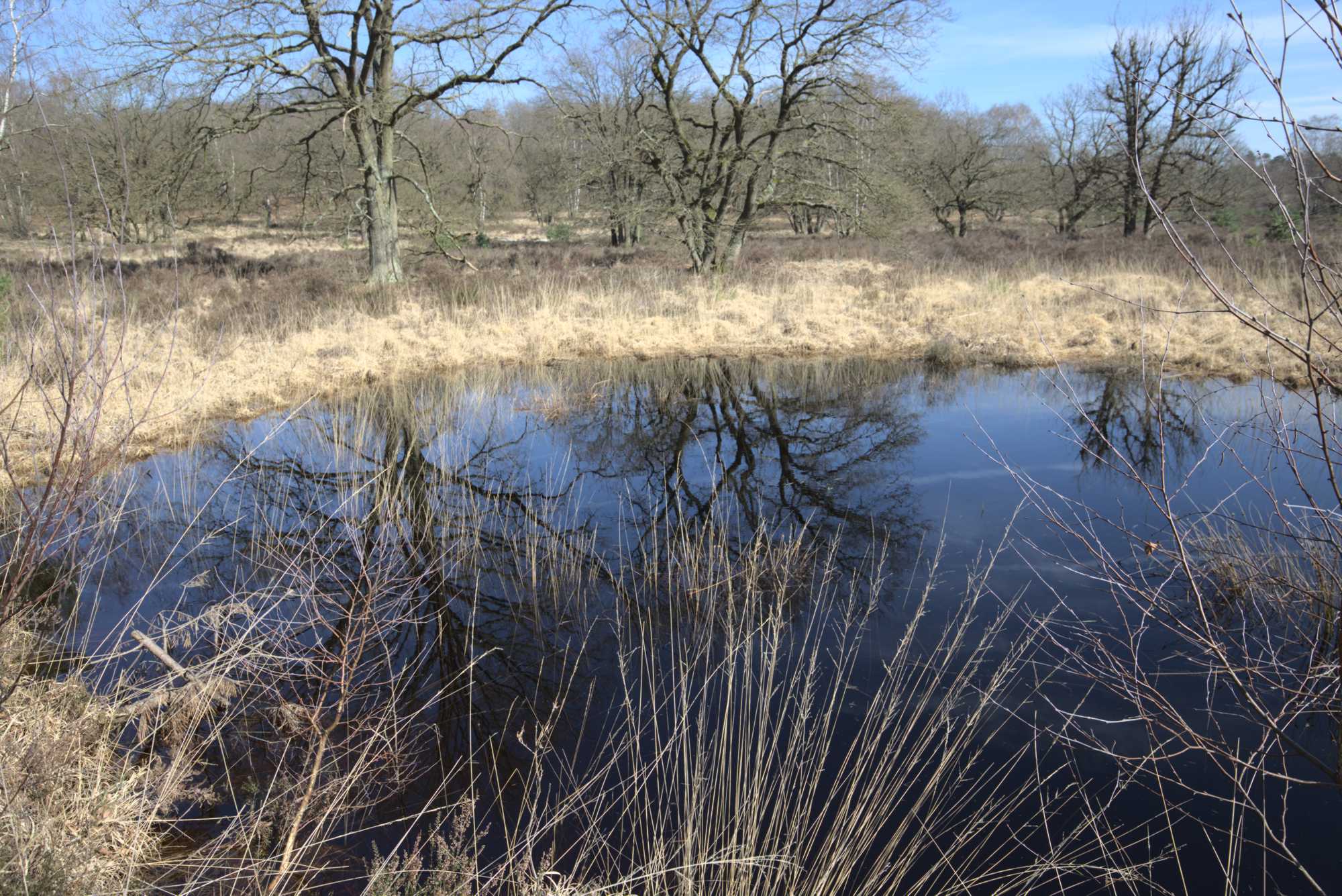 Lokation: Niederlande | Limburg | Roerdalen | Herkenbosch Kategorien: Teich, Datum: 17.03.2020