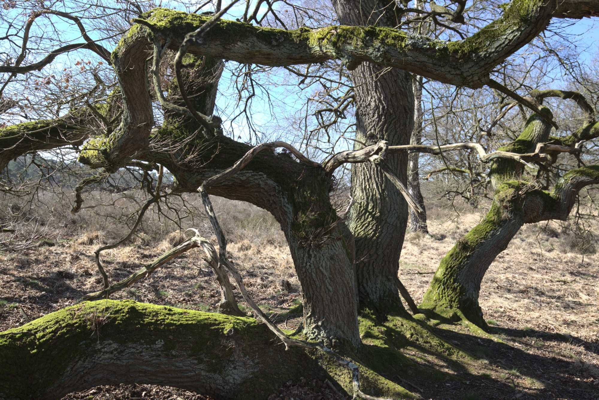 Lokation: Niederlande | Limburg | Roerdalen | Herkenbosch Kategorien: Baum, Datum: 17.03.2020