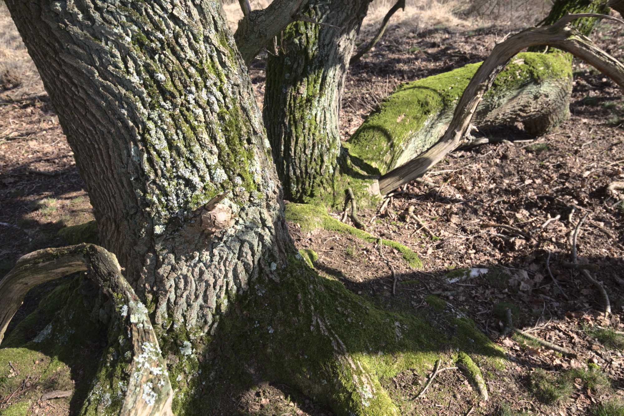 Lokation: Niederlande | Limburg | Roerdalen | Herkenbosch Kategorien: Baum, Datum: 17.03.2020