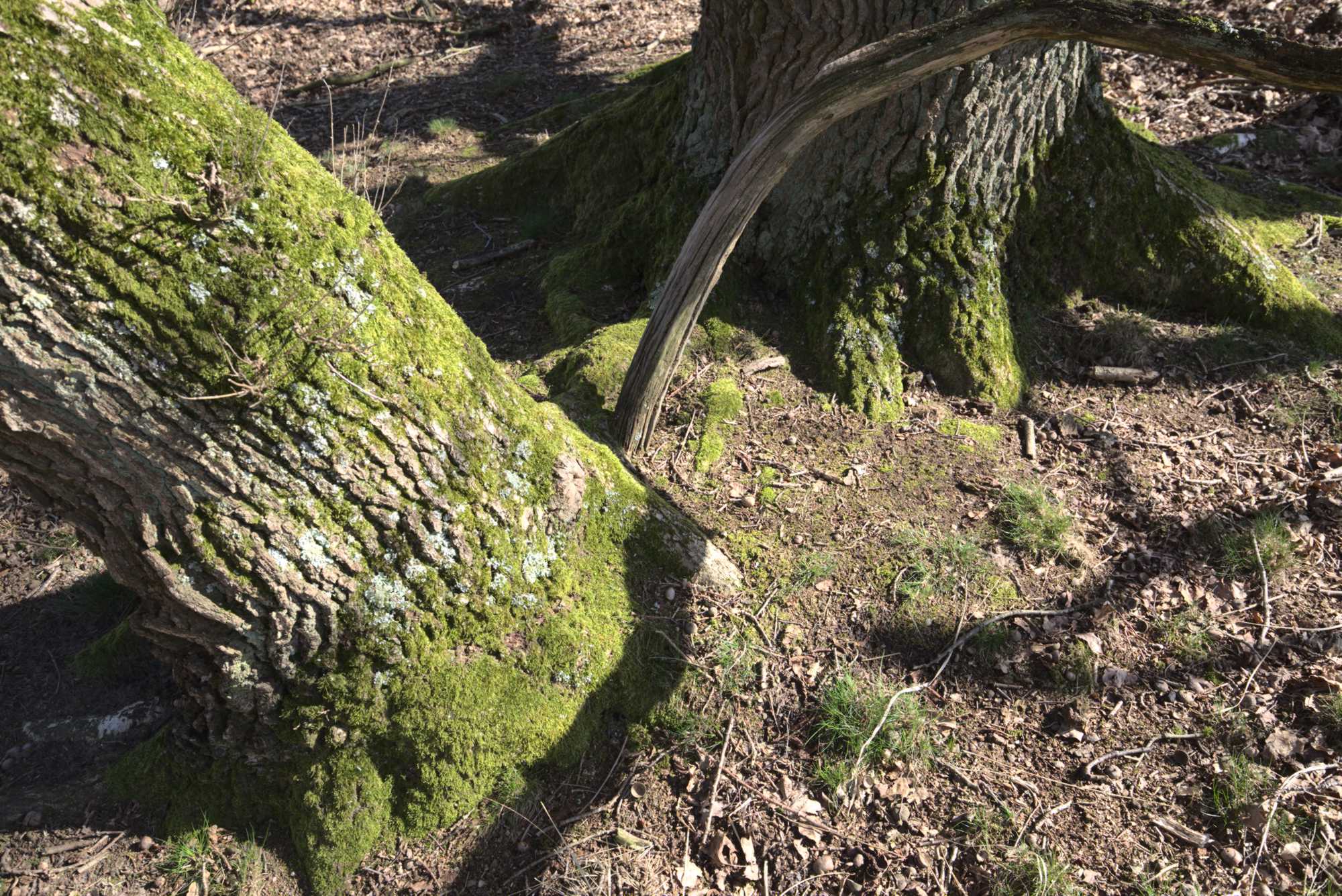 Lokation: Niederlande | Limburg | Roerdalen | Herkenbosch Kategorien: Baum, Datum: 17.03.2020